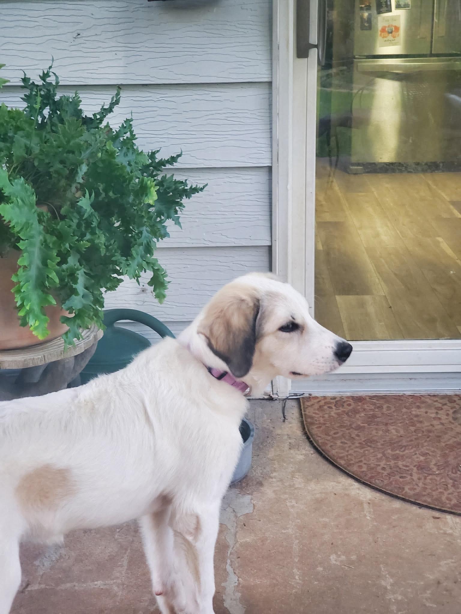 Enlarge Lylah, a Adoptable Mixed Breed in Fenton, MO image 2/3