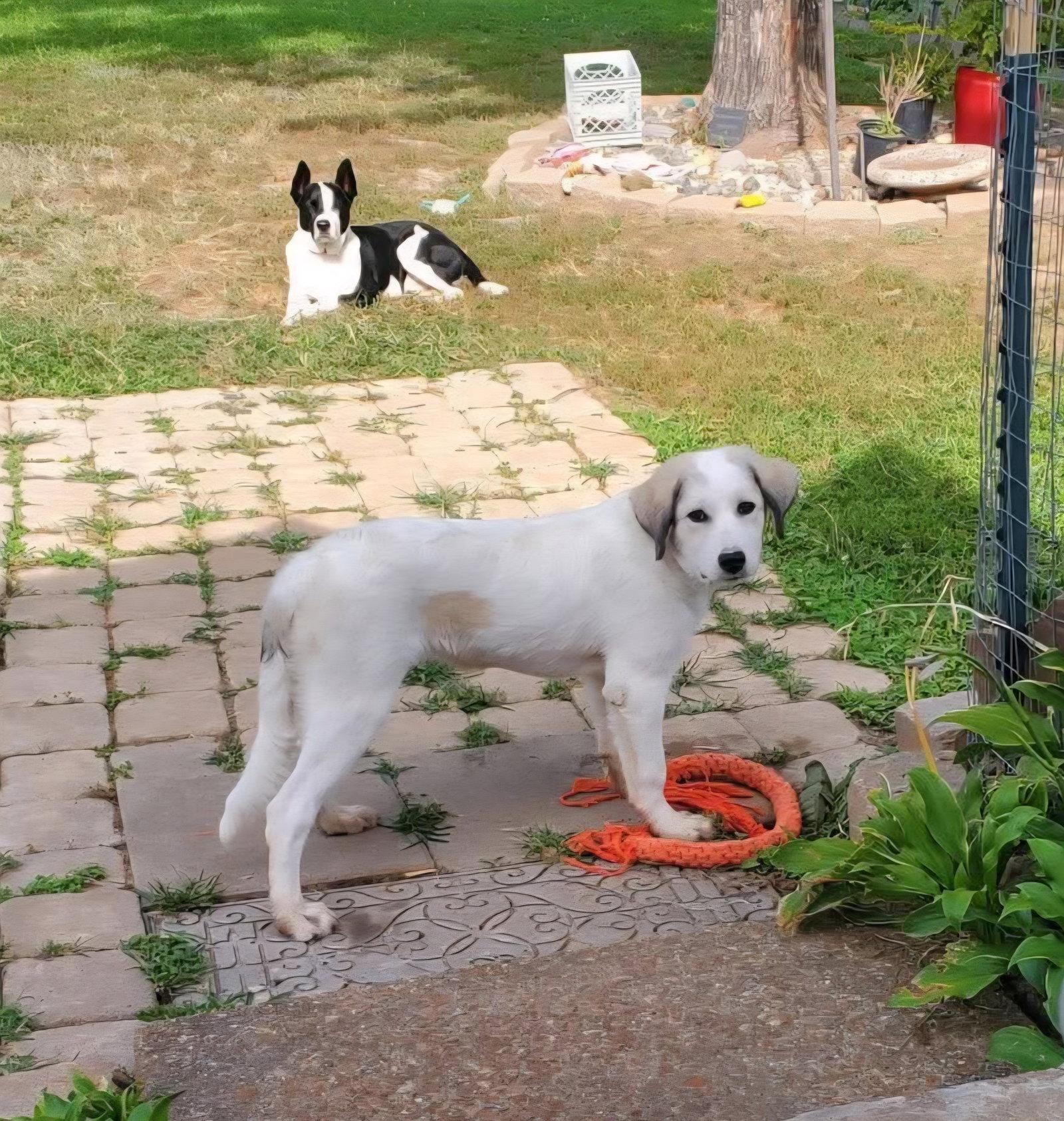 Enlarge Lylah, a Adoptable Mixed Breed in Fenton, MO image 3/3