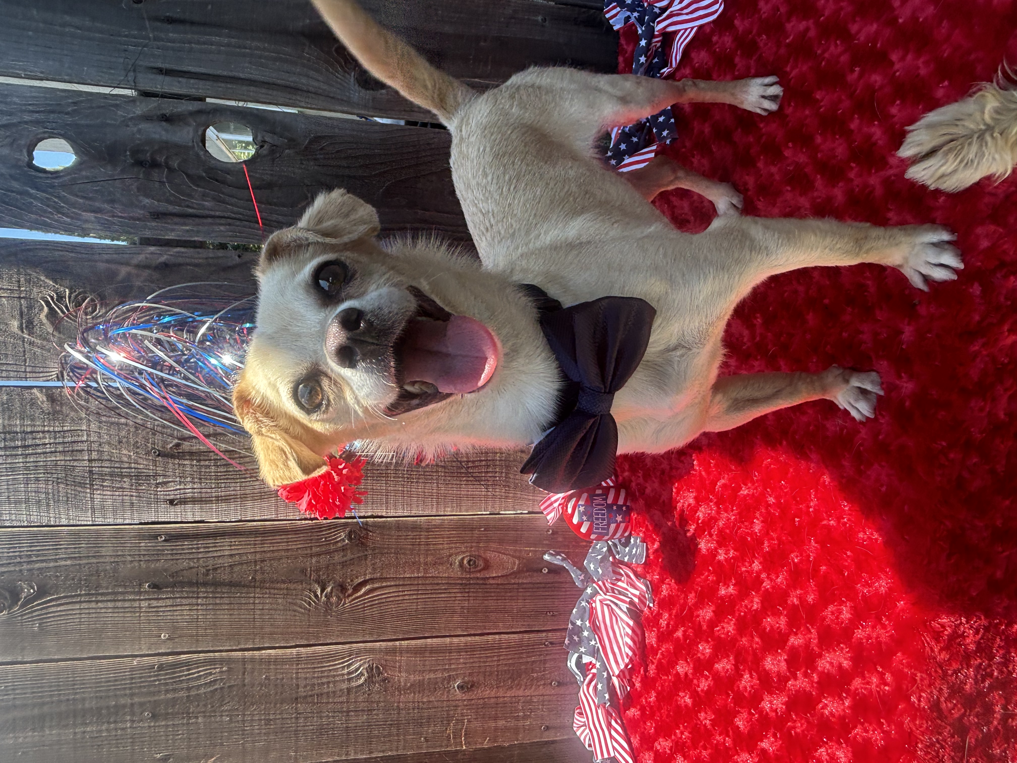 Arnold, Adult Male Spaniel