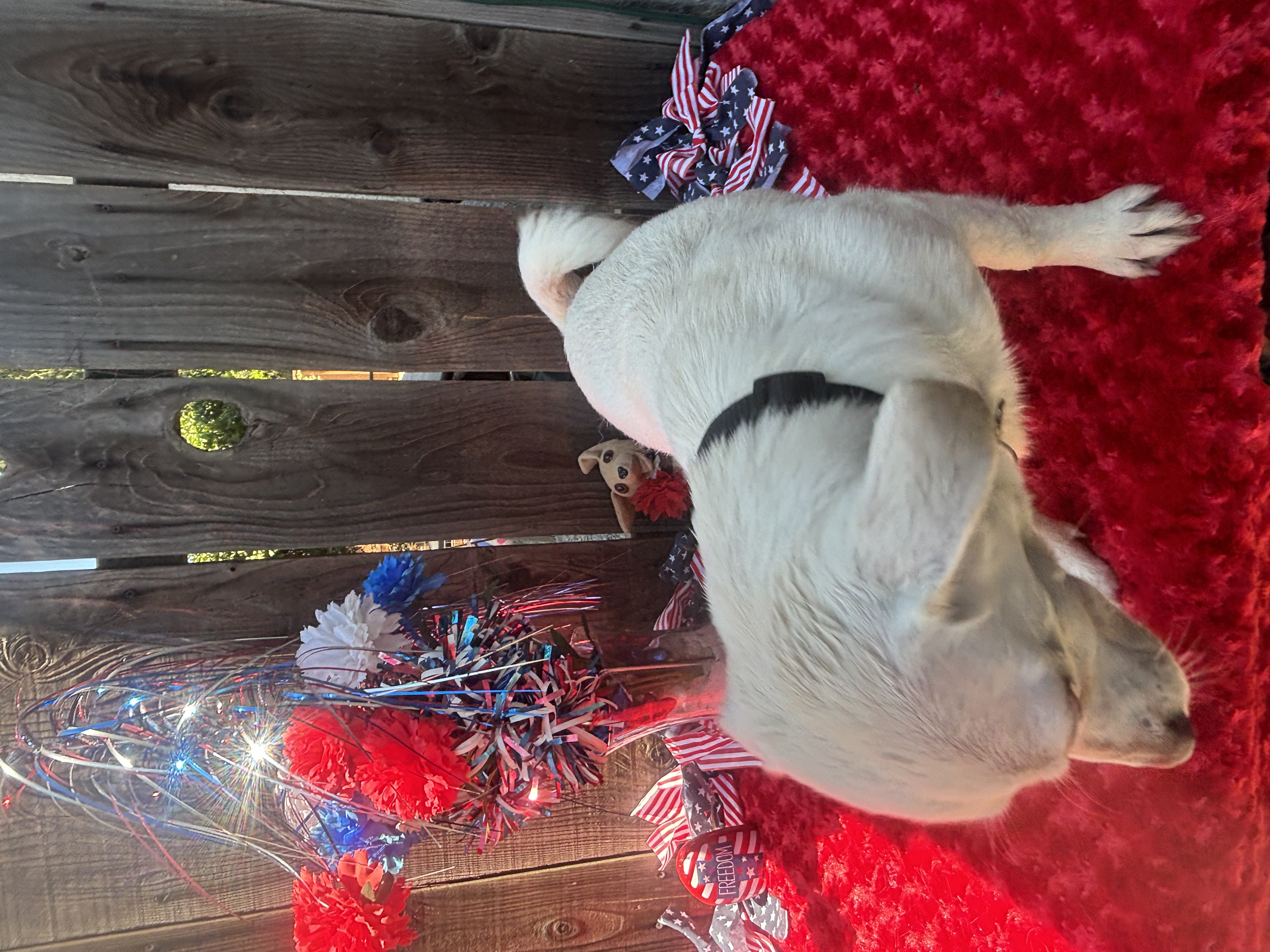 Arnold, a Adoptable mixed breed in Cottonwood, CA image 2/5