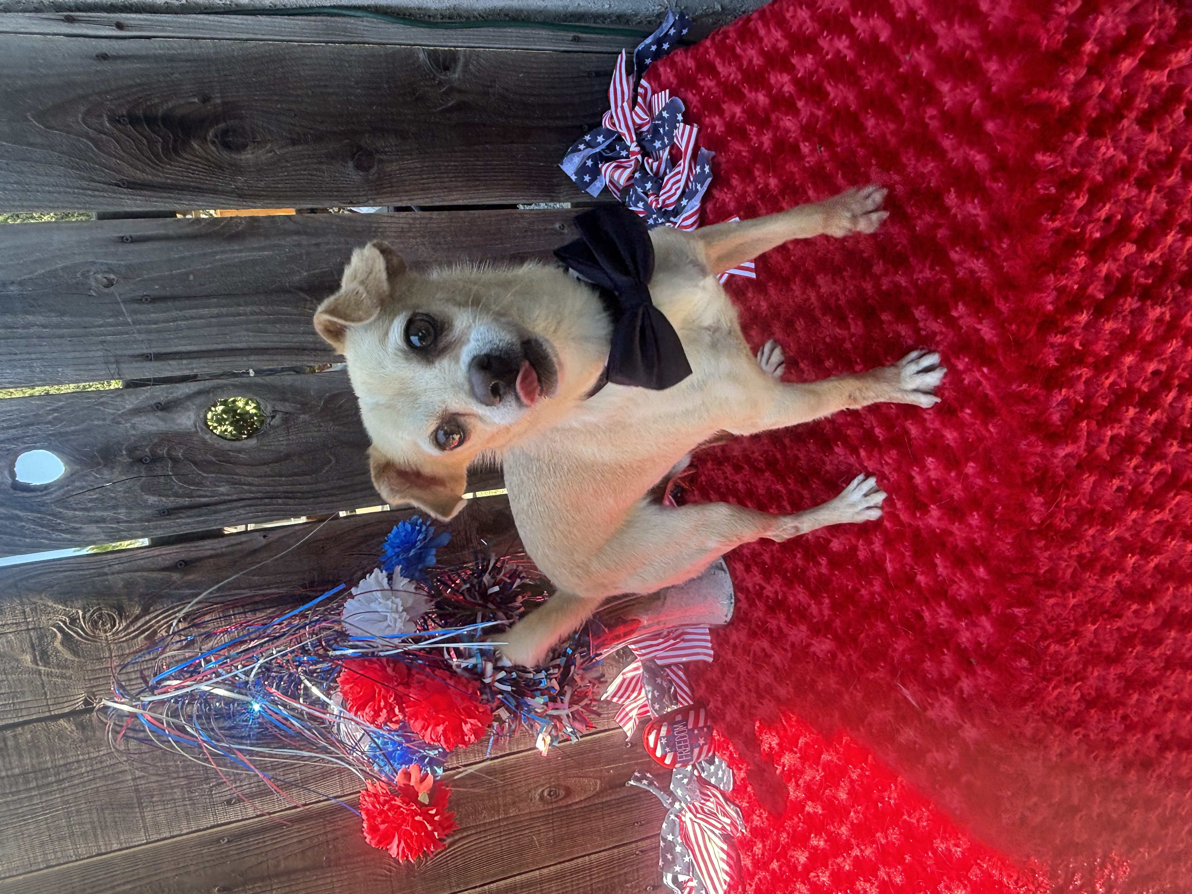 Arnold, a Adoptable mixed breed in Cottonwood, CA image 3/5