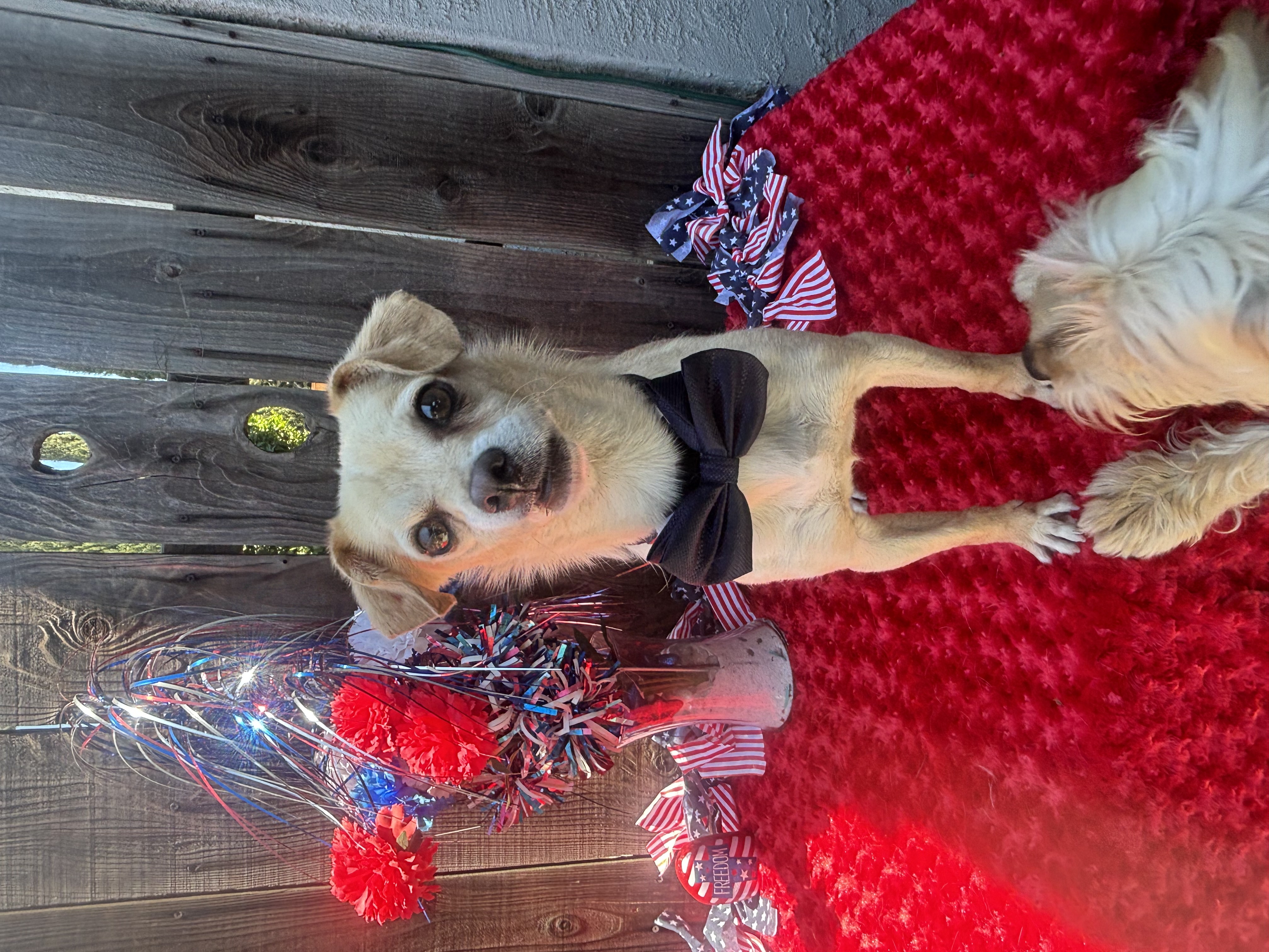 Arnold, a Adoptable mixed breed in Cottonwood, CA image 4/5
