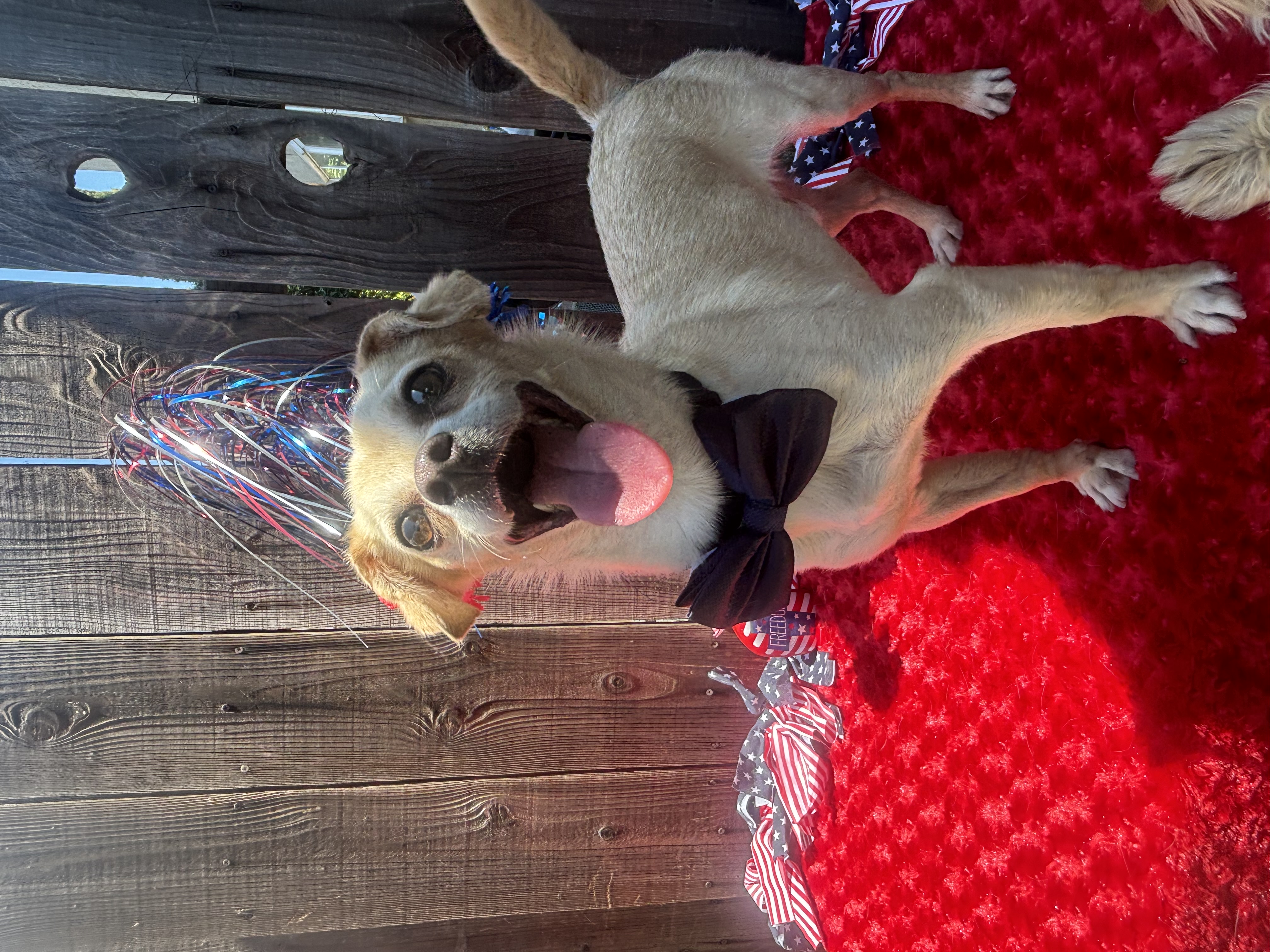 Arnold, a Adoptable mixed breed in Cottonwood, CA image 5/5