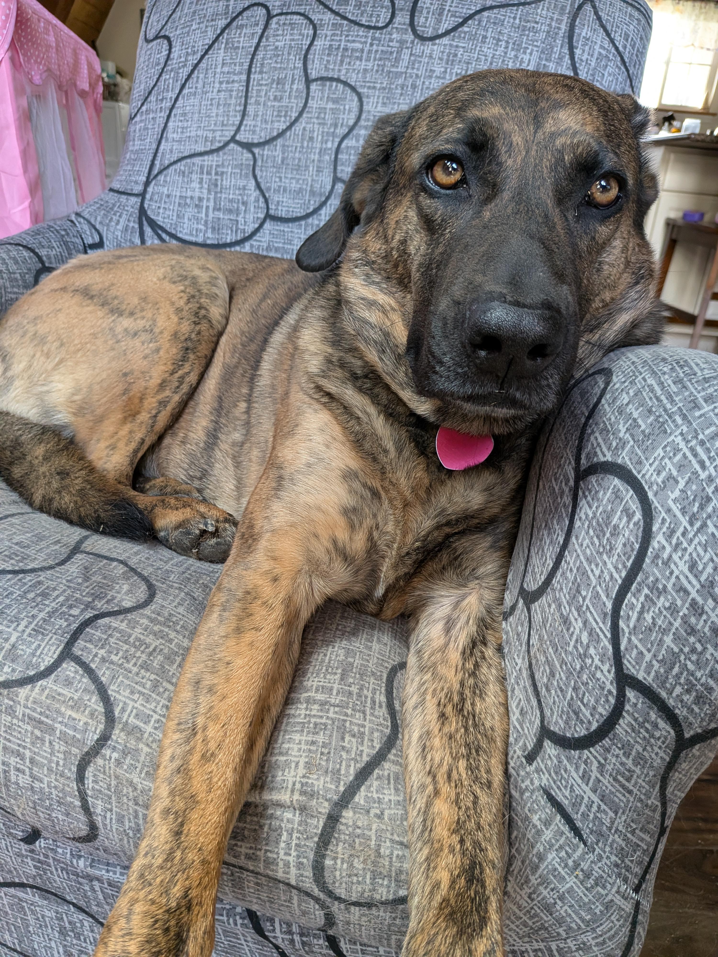 Enlarge Athena, an adoptable mixed breed in Xenia, OH image 6/6