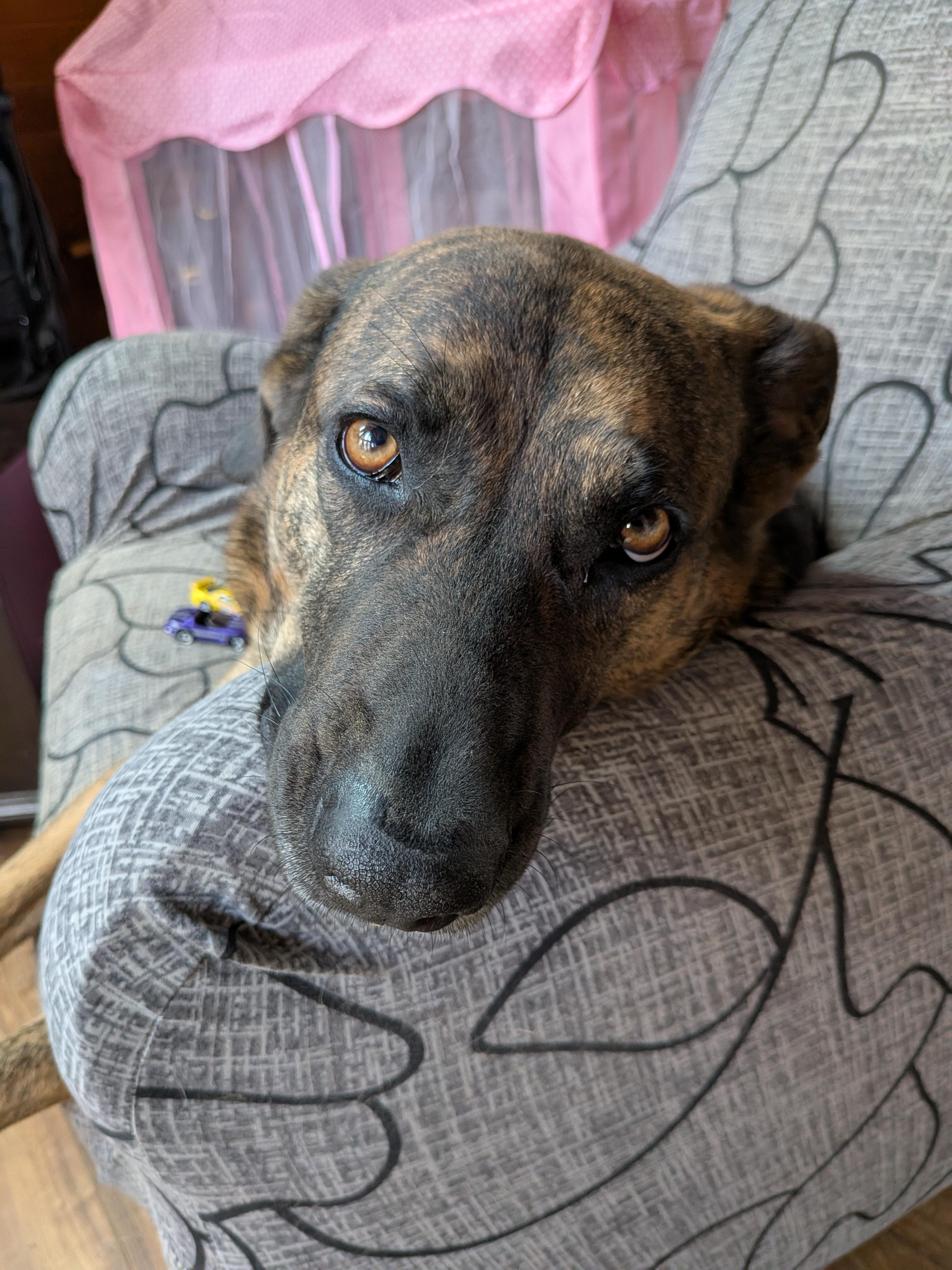 Enlarge Athena, an adoptable mixed breed in Xenia, OH image 5/6