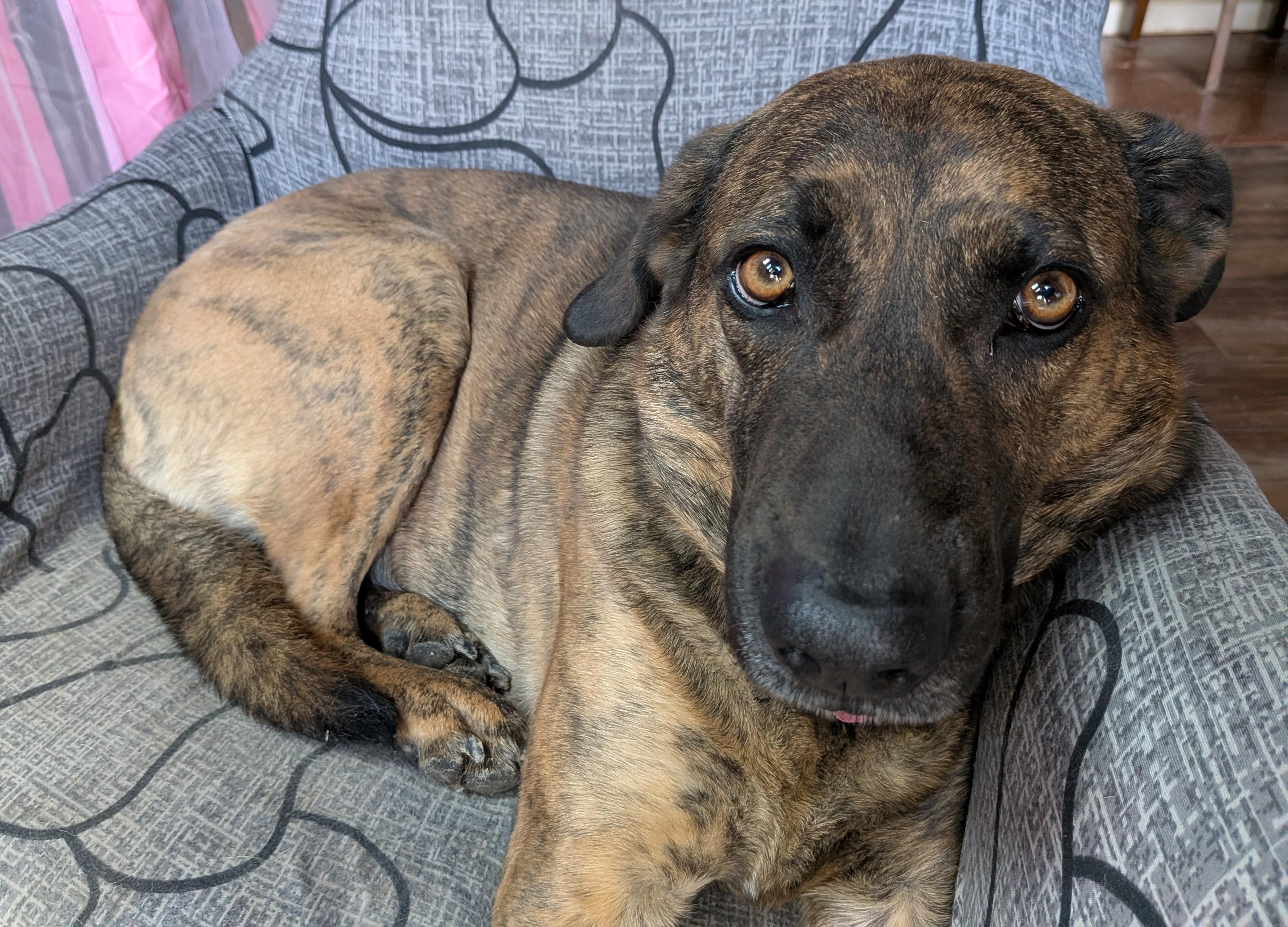 Athena, adoptable, Adult Female German Shepherd Dog & Pit Bull Terrier.