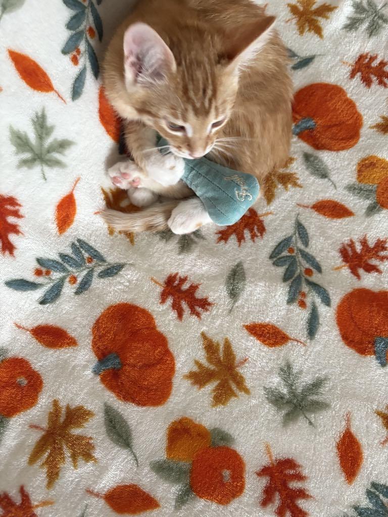 Thelma Lou, Adoptable, Young Female Domestic Short Hair.