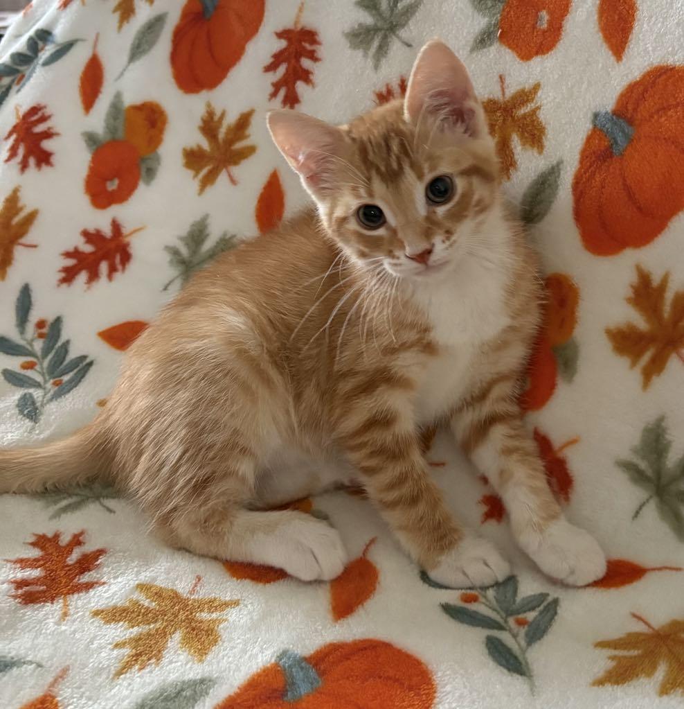 Enlarge Thelma Lou, a Adoptable Domestic Short Hair in Kenosha , WI image 4/4