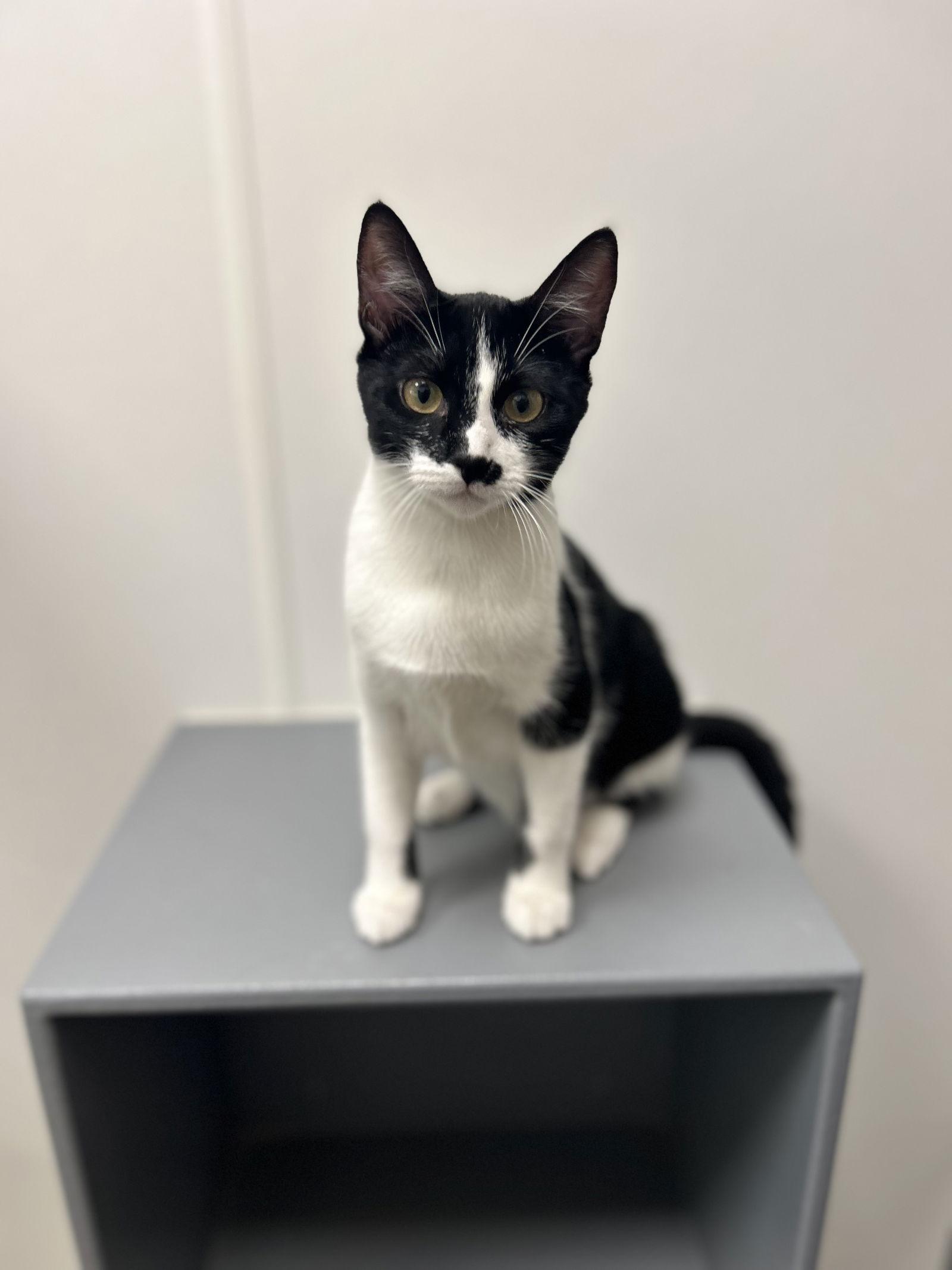 Rocky H, Adoptable, Kitten Female Domestic Short Hair & Tuxedo.