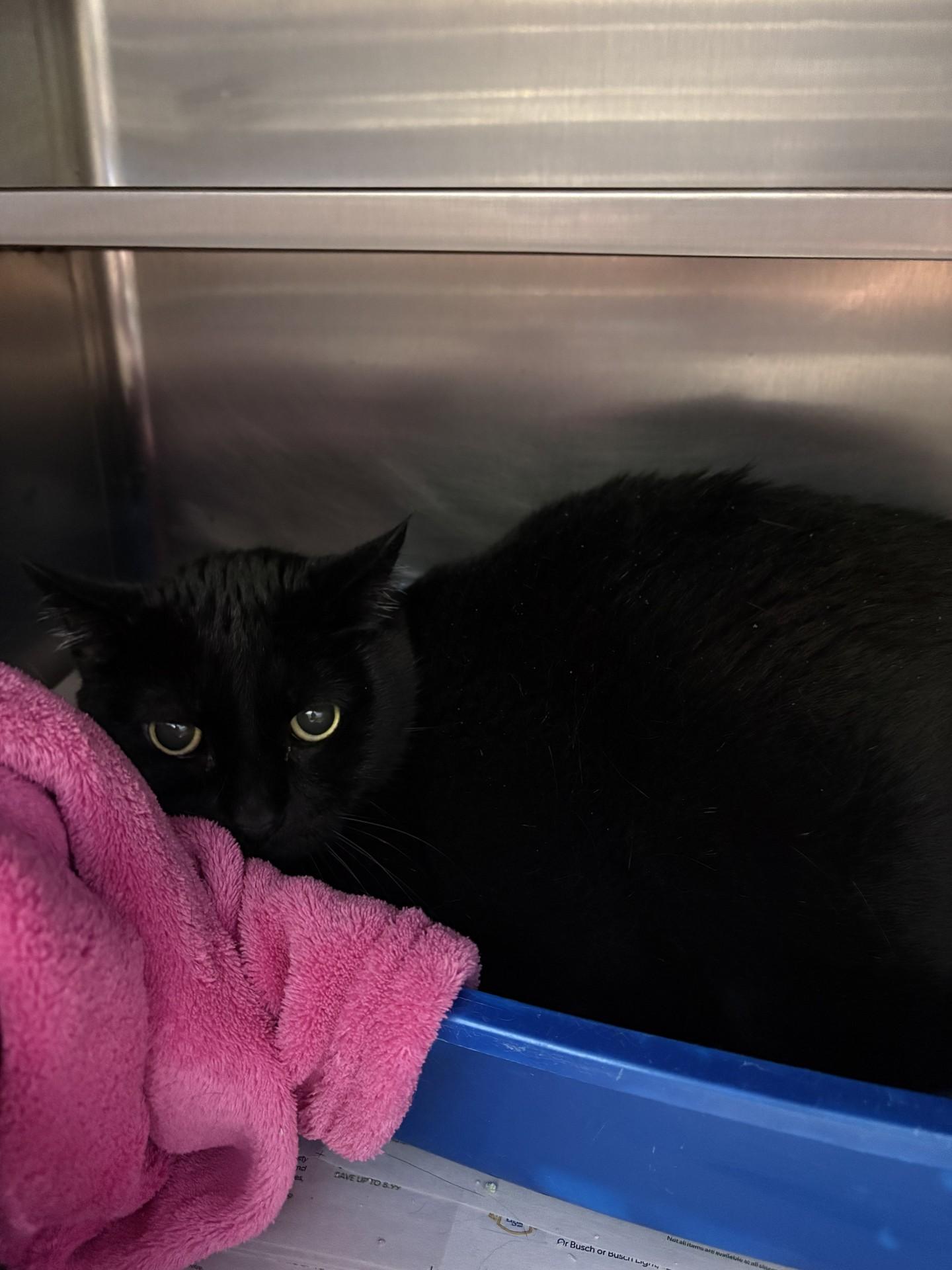 Enlarge A.J., a ADOPTABLE Domestic Short Hair in Ashland, VA image 2/2