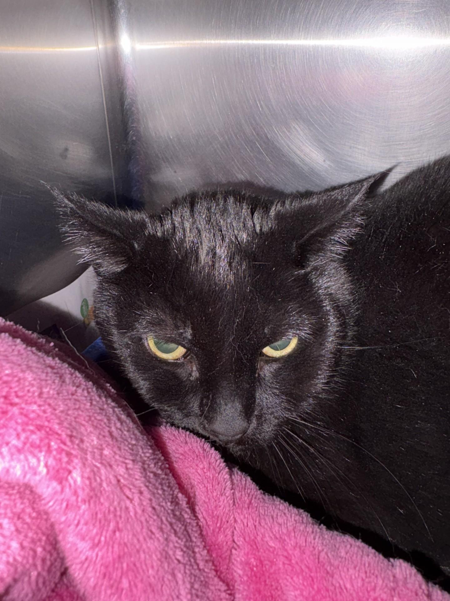 Enlarge A.J., a ADOPTABLE Domestic Short Hair in Ashland, VA image 1/2