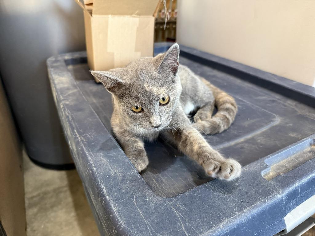 Callie, Adoptable, Kitten Female Domestic Short Hair.