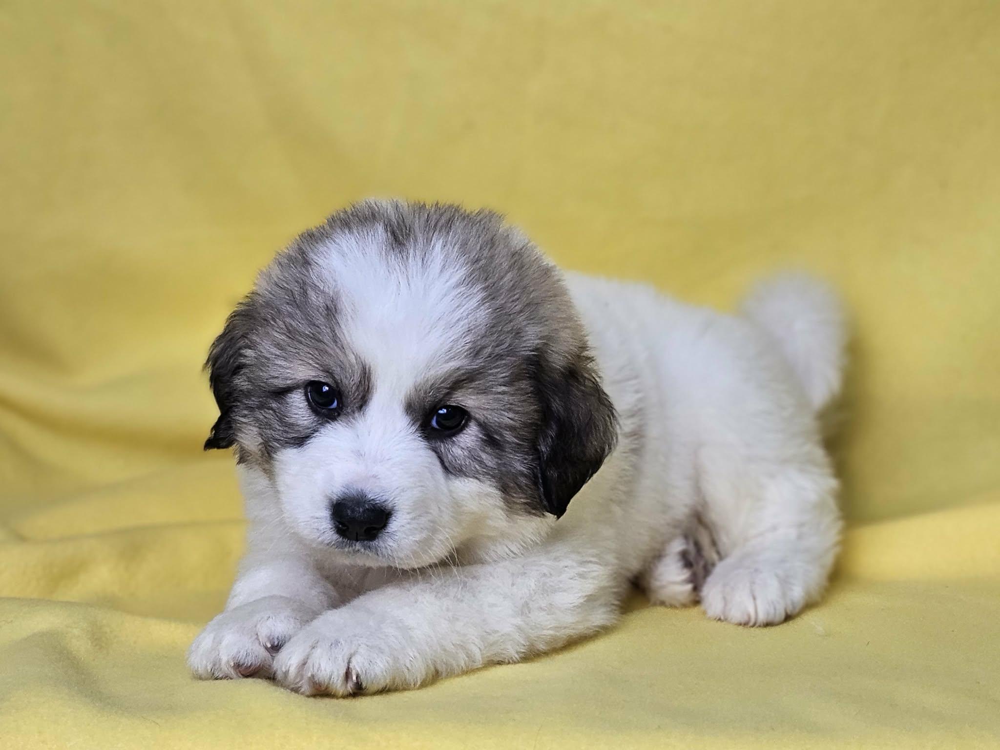 Enlarge SugarCane, a Adoptable Great Pyrenees in East Sparta, OH image 1/2