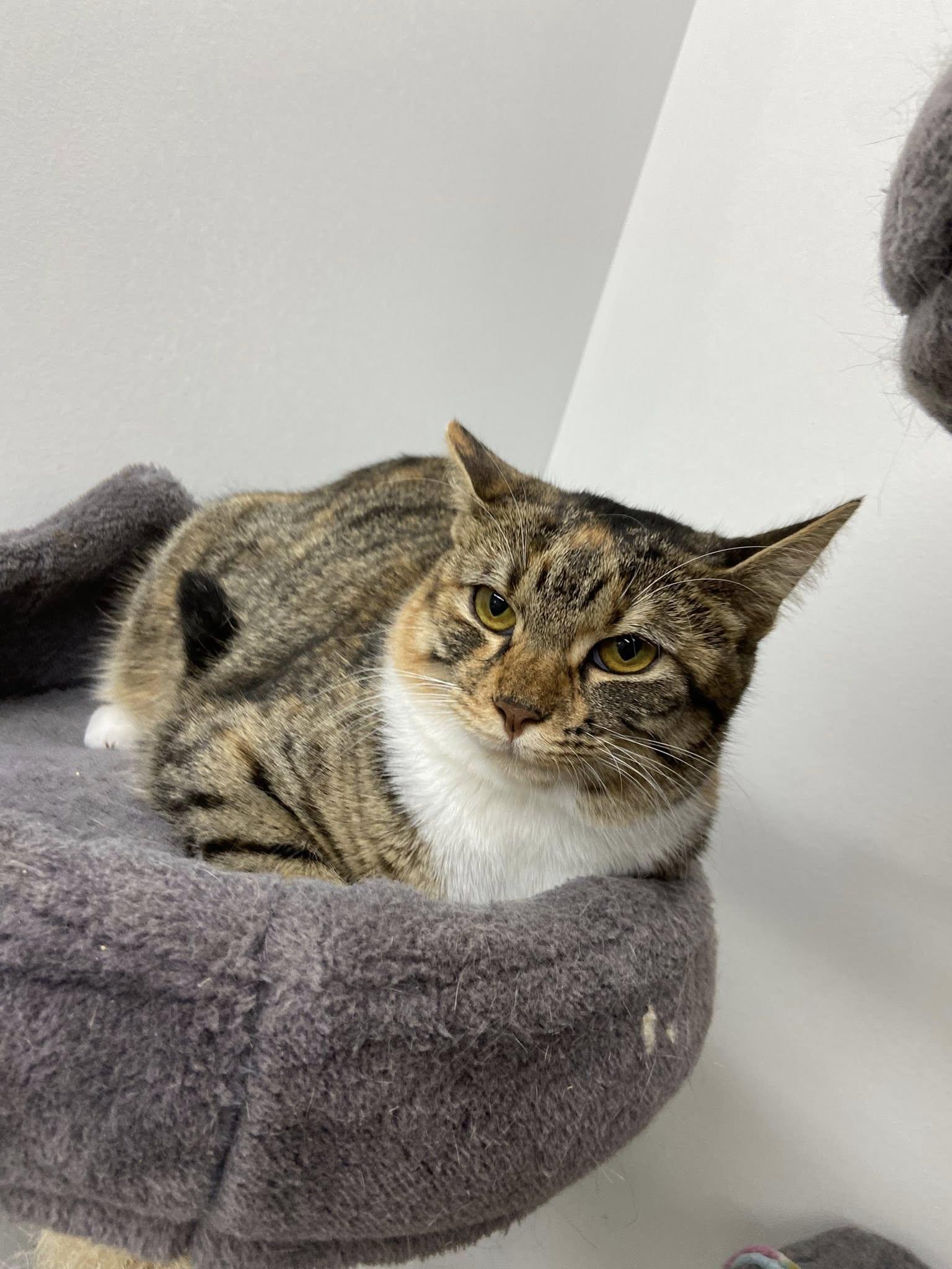 Tallia, Adoptable, Young Female Torbie.