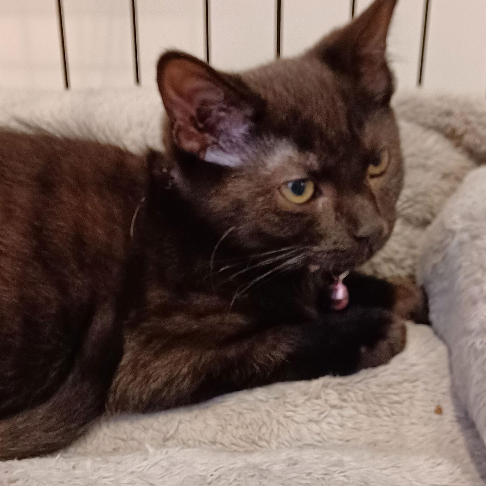 Enlarge Martha (foster kitten), a Adoptable Domestic Short Hair in Gettysburg, PA image 1/2