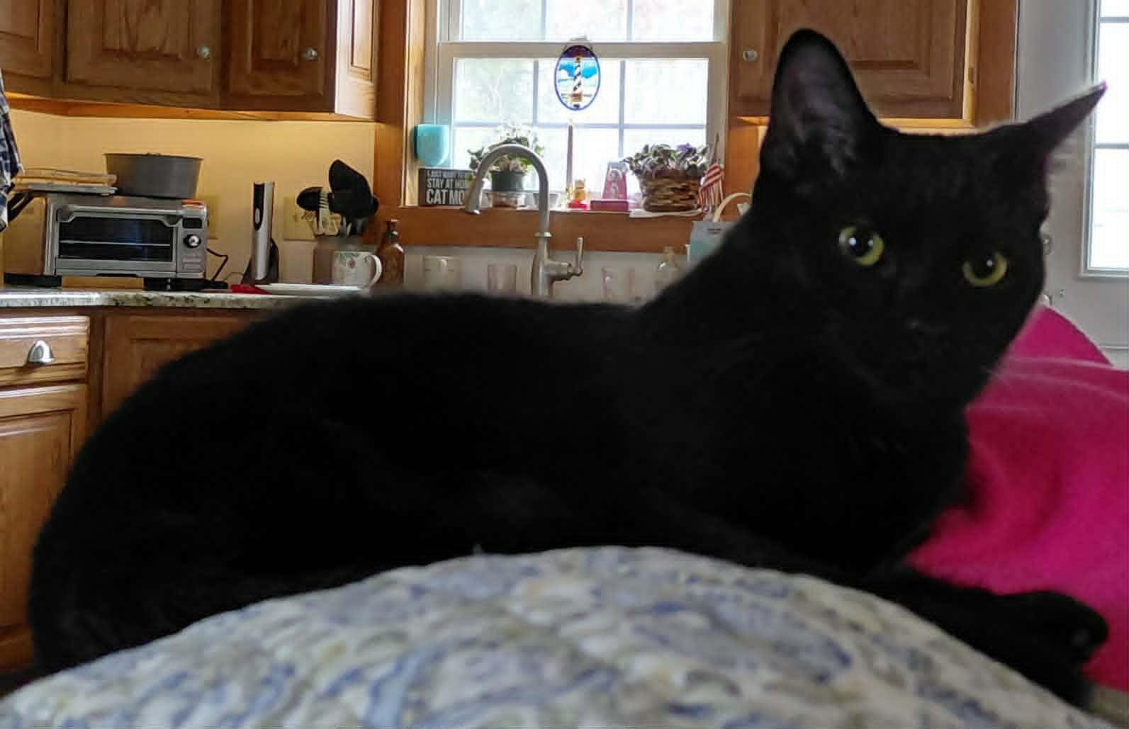 Enlarge Martha (foster kitten), a Adoptable Domestic Short Hair in Gettysburg, PA image 2/2