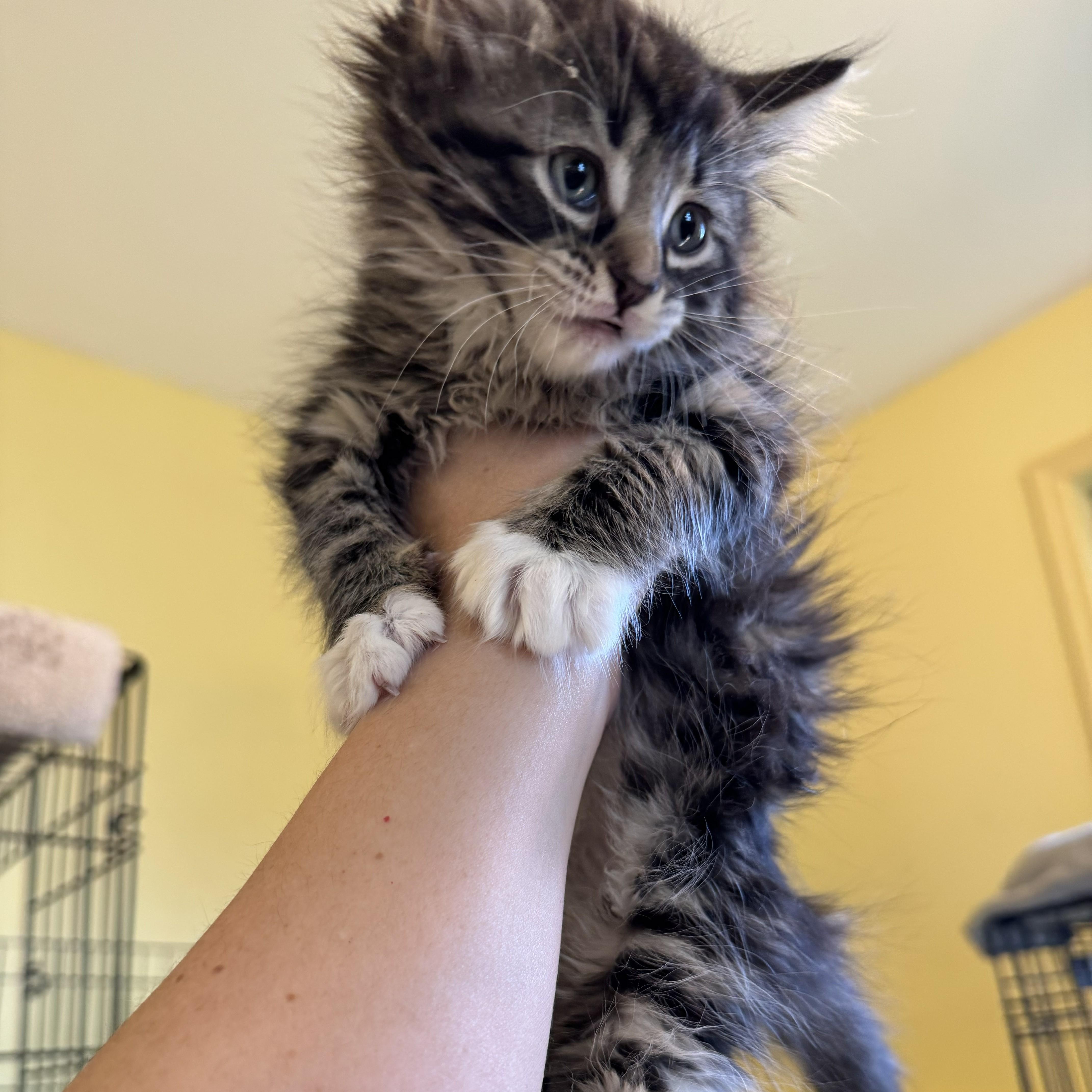 Enlarge Maryanne, an adopted Domestic Long Hair in West Orange, NJ image 1/1