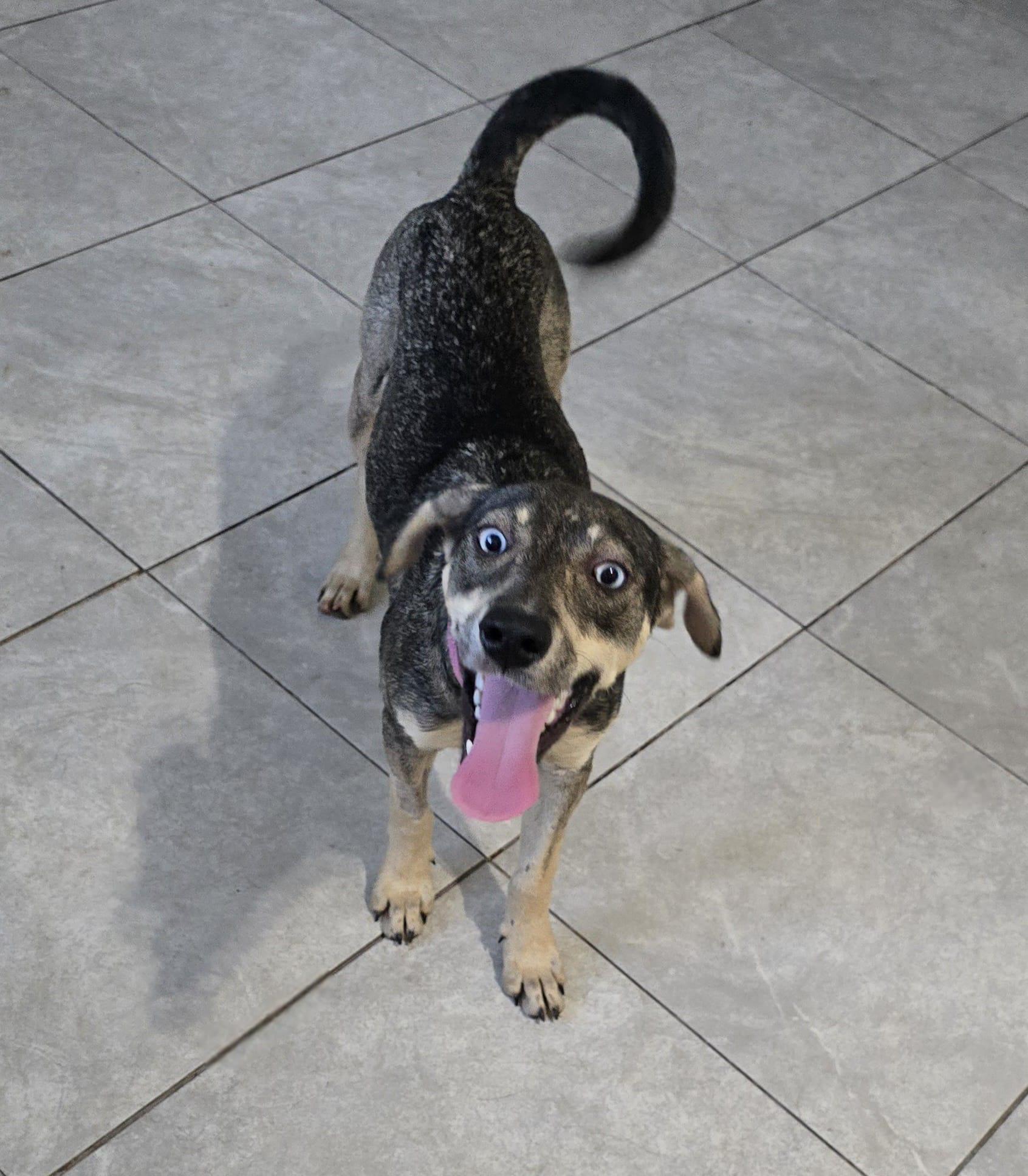 Enlarge Azul, a ADOPTABLE mixed breed in Albion, NY image 2/4