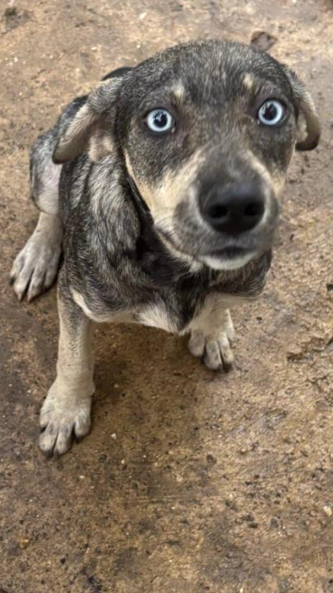 Azul, ADOPTABLE, Adult Female Beagle & Husky.