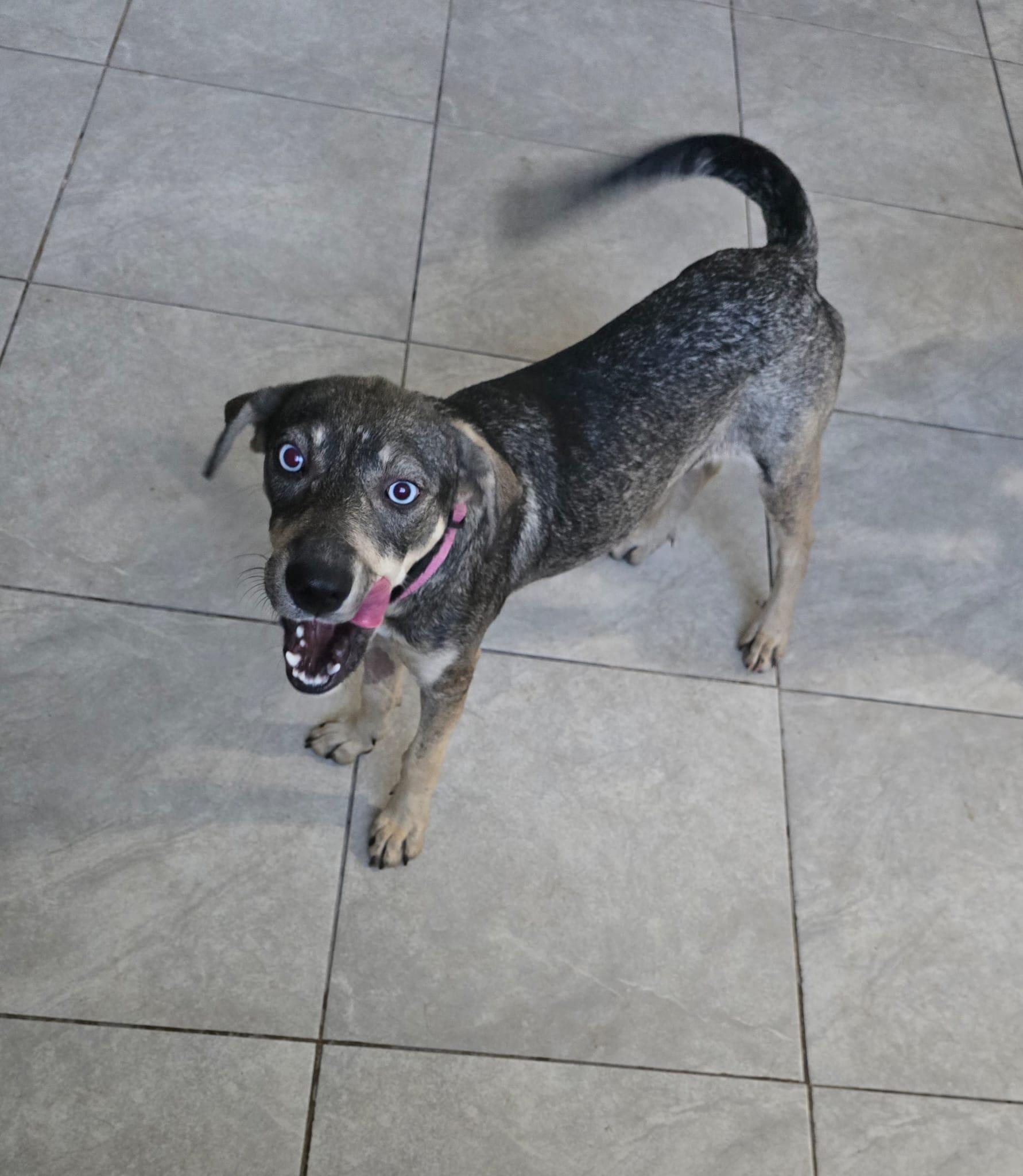 Enlarge Azul, a ADOPTABLE mixed breed in Albion, NY image 4/4