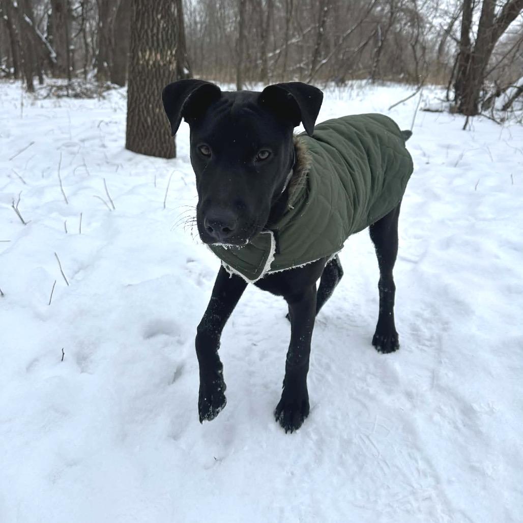 Snoop Dogg, a Adoptable mixed breed in Otsego, MN image 1/6
