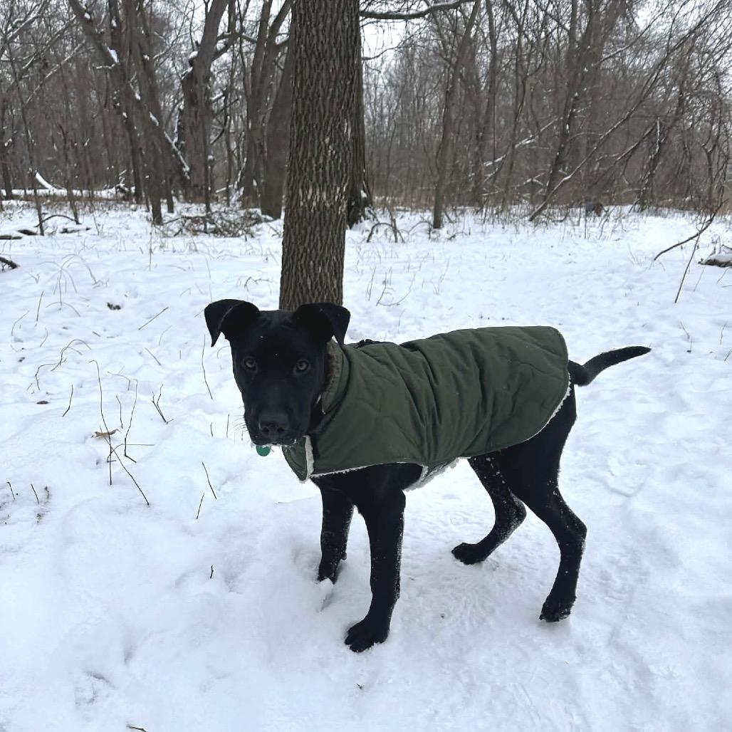 Snoop Dogg, Adoptable, Young Male Black Labrador Retriever & Mixed Breed.