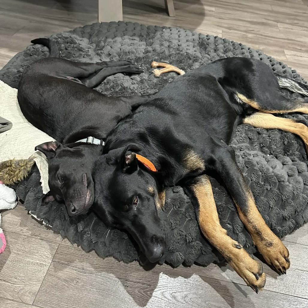 Snoop Dogg, a Adoptable mixed breed in Otsego, MN image 3/6