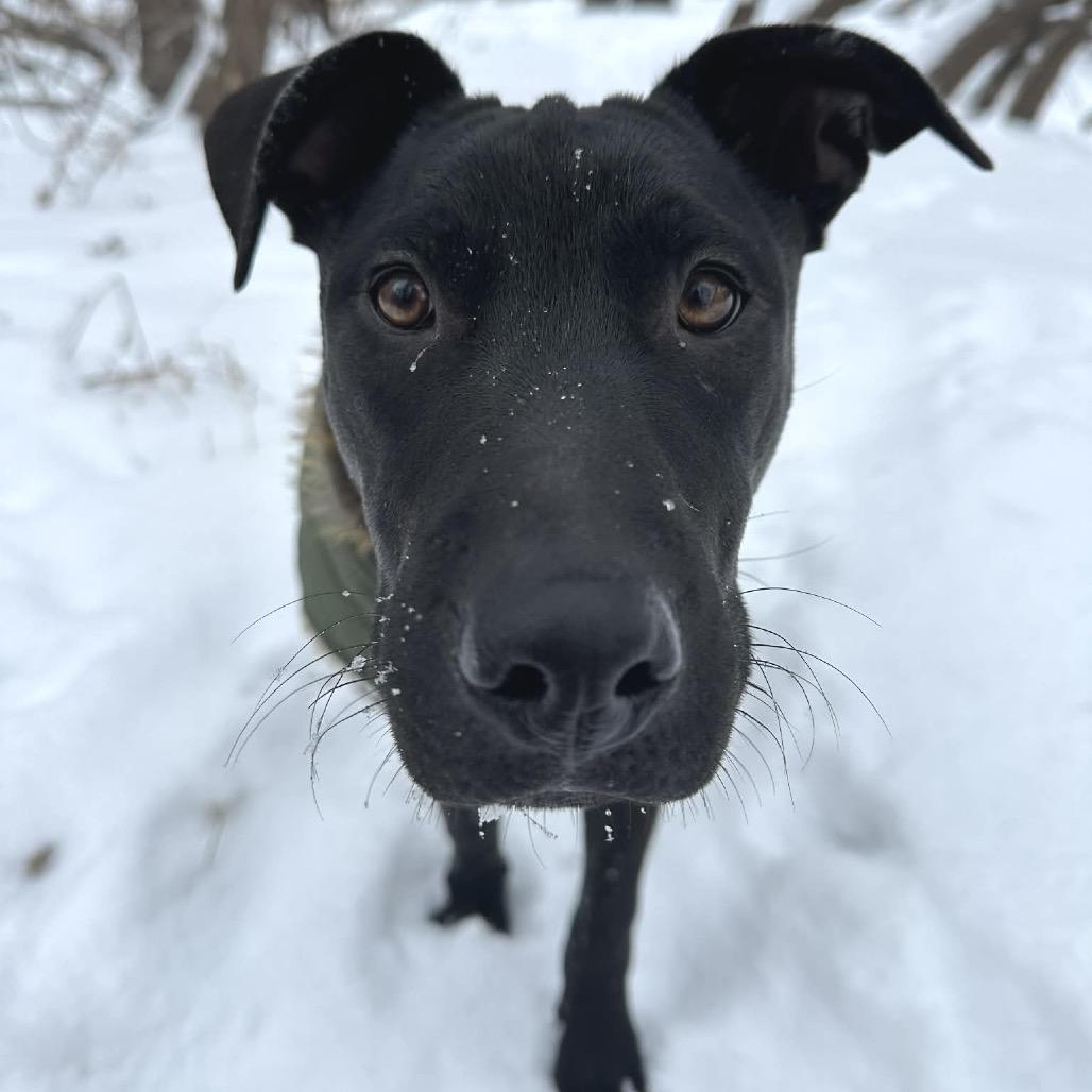 Snoop Dogg, a Adoptable mixed breed in Otsego, MN image 4/6