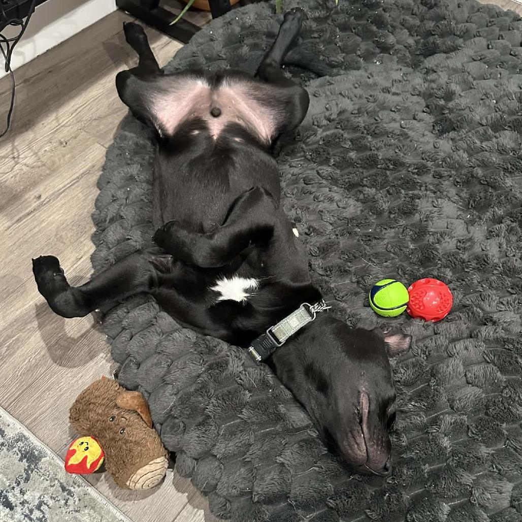 Snoop Dogg, a Adoptable mixed breed in Otsego, MN image 5/6