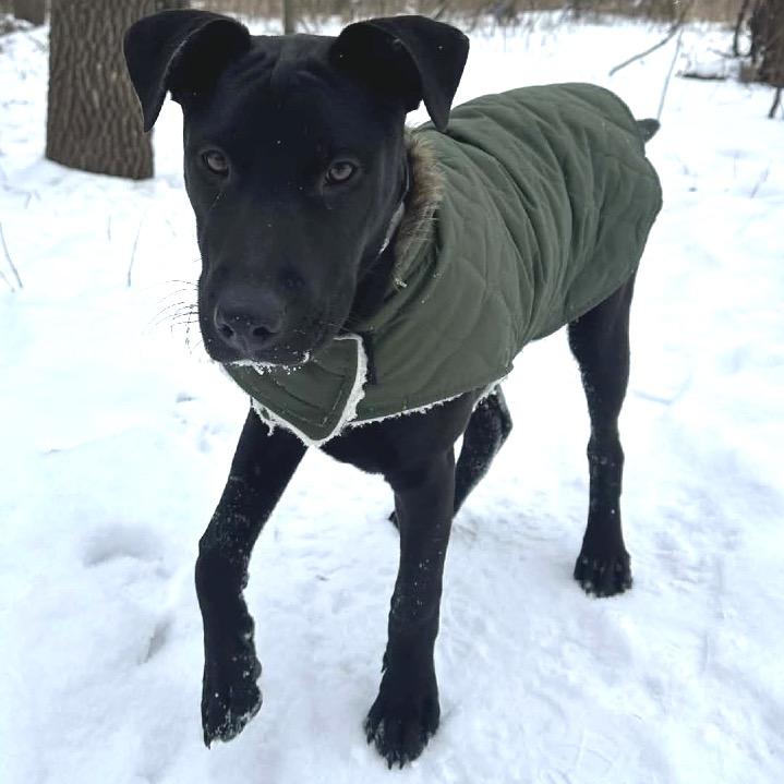 Snoop Dogg, a Adoptable mixed breed in Otsego, MN image 6/6