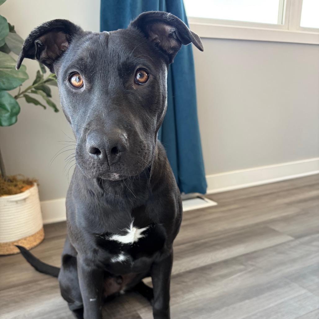 Snoop Dogg, a Adoptable mixed breed in Otsego, MN image 6/6