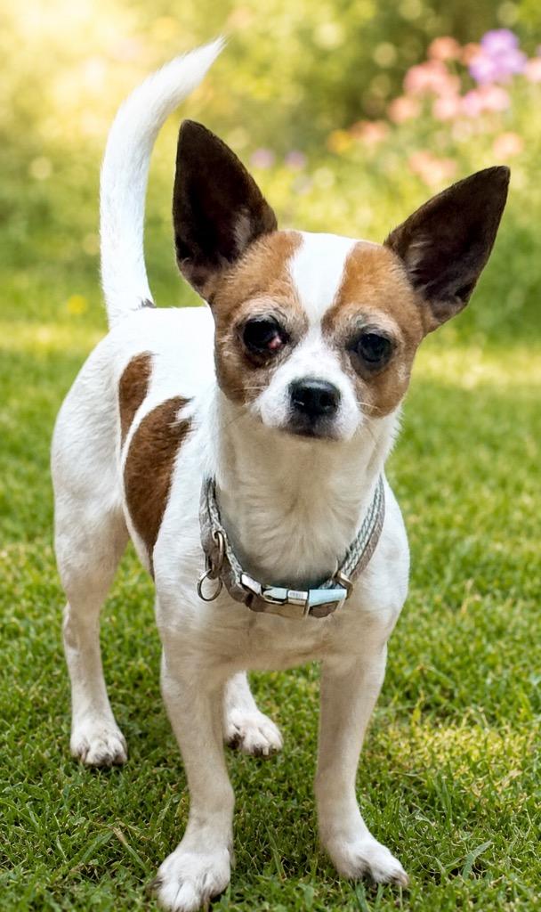 Enlarge SCHROEDER, a Adopted Chihuahua in Crossville, TN image 2/2