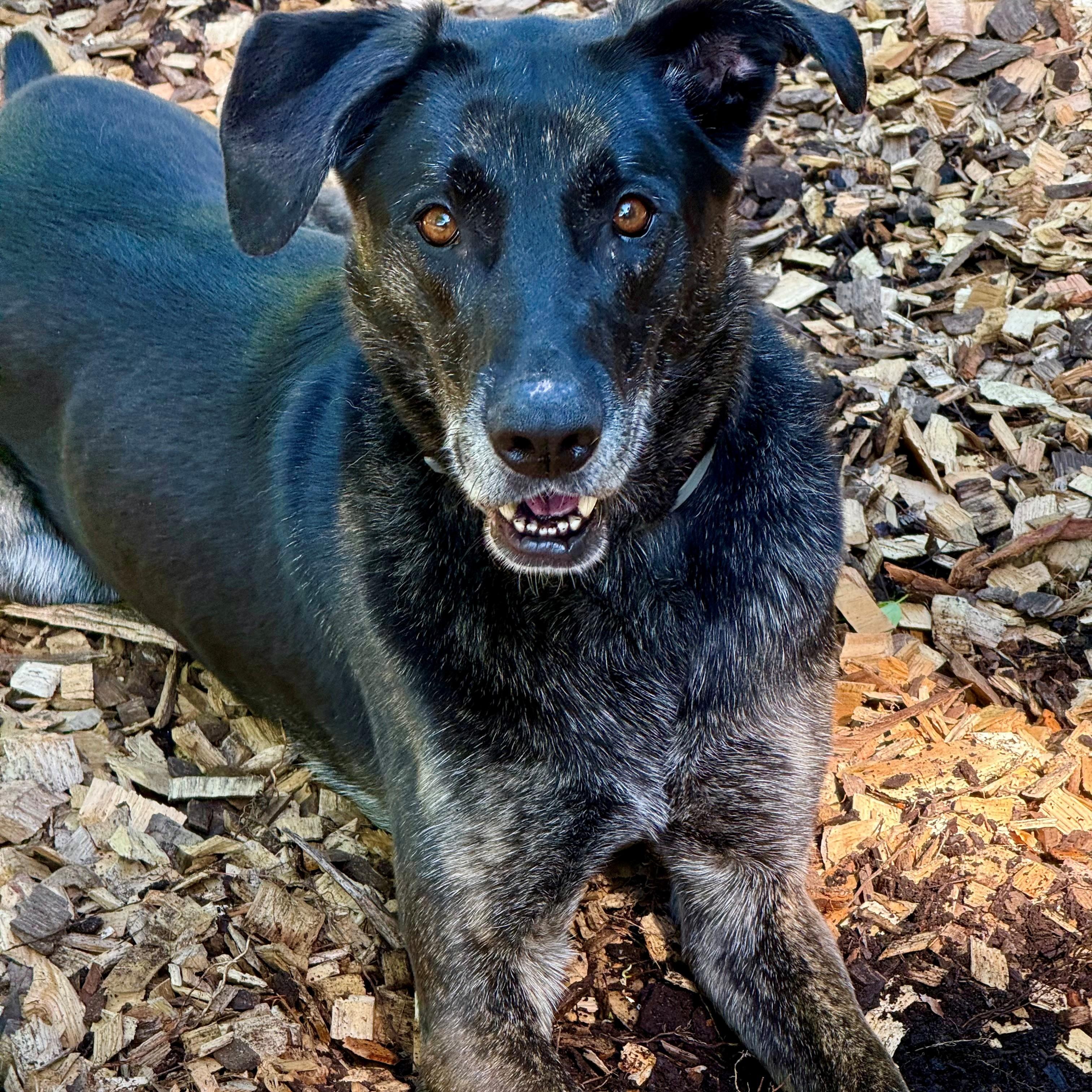 Annie- #51112, ADOPTABLE, Adult Female Dutch Shepherd.