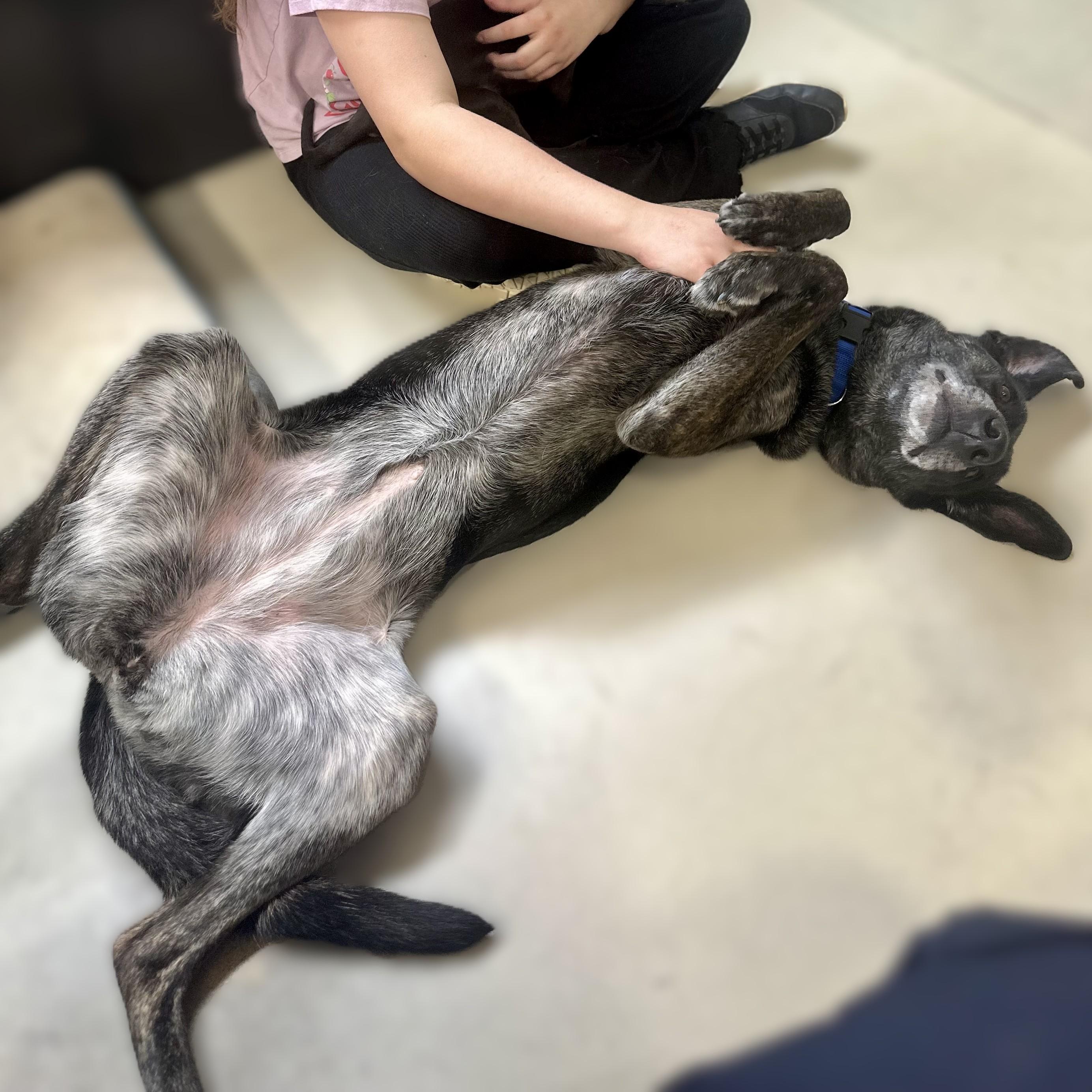 Enlarge Annie- #51112, a ADOPTABLE mixed breed in Columbia, MD image 2/6