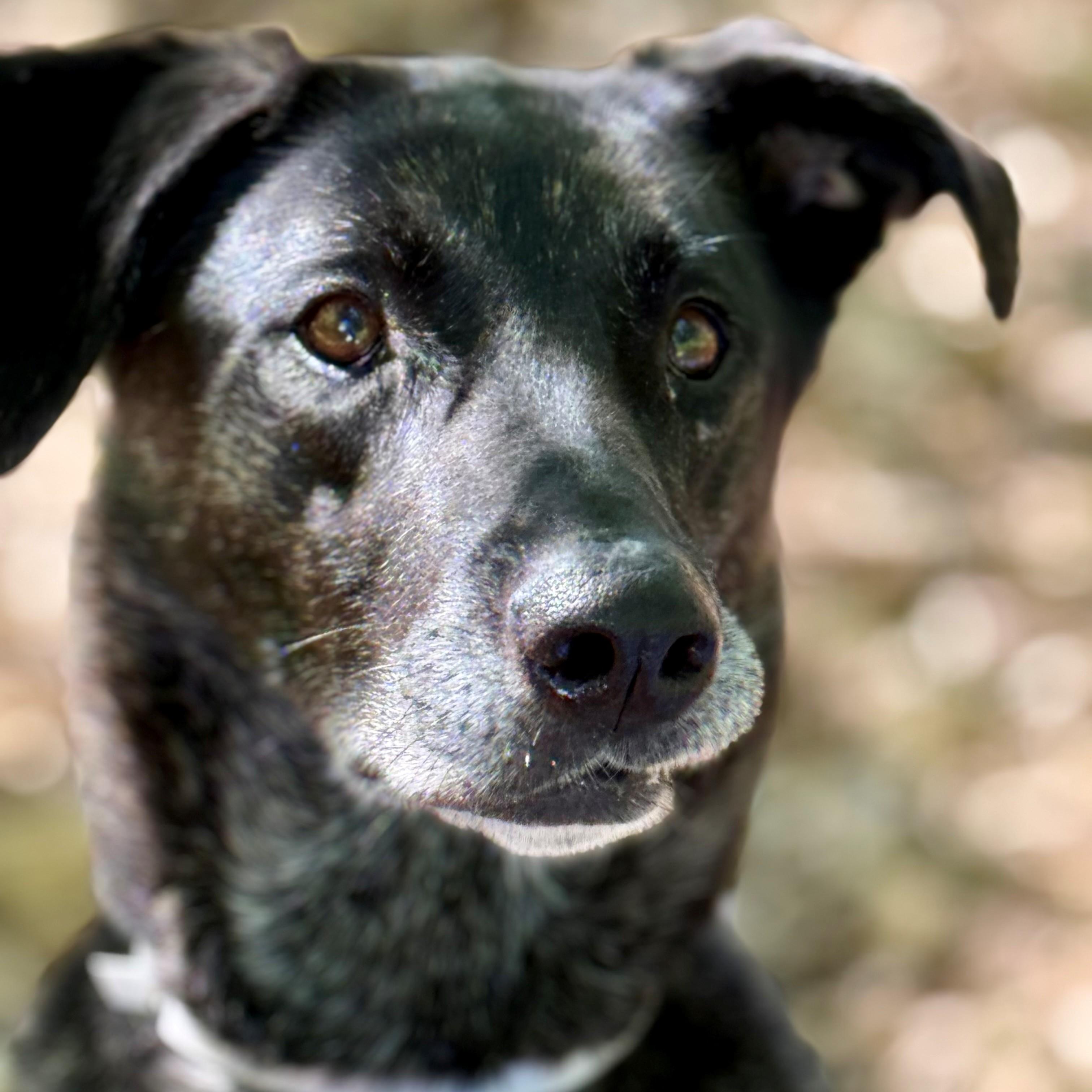 Enlarge Annie- #51112, a ADOPTABLE mixed breed in Columbia, MD image 6/6