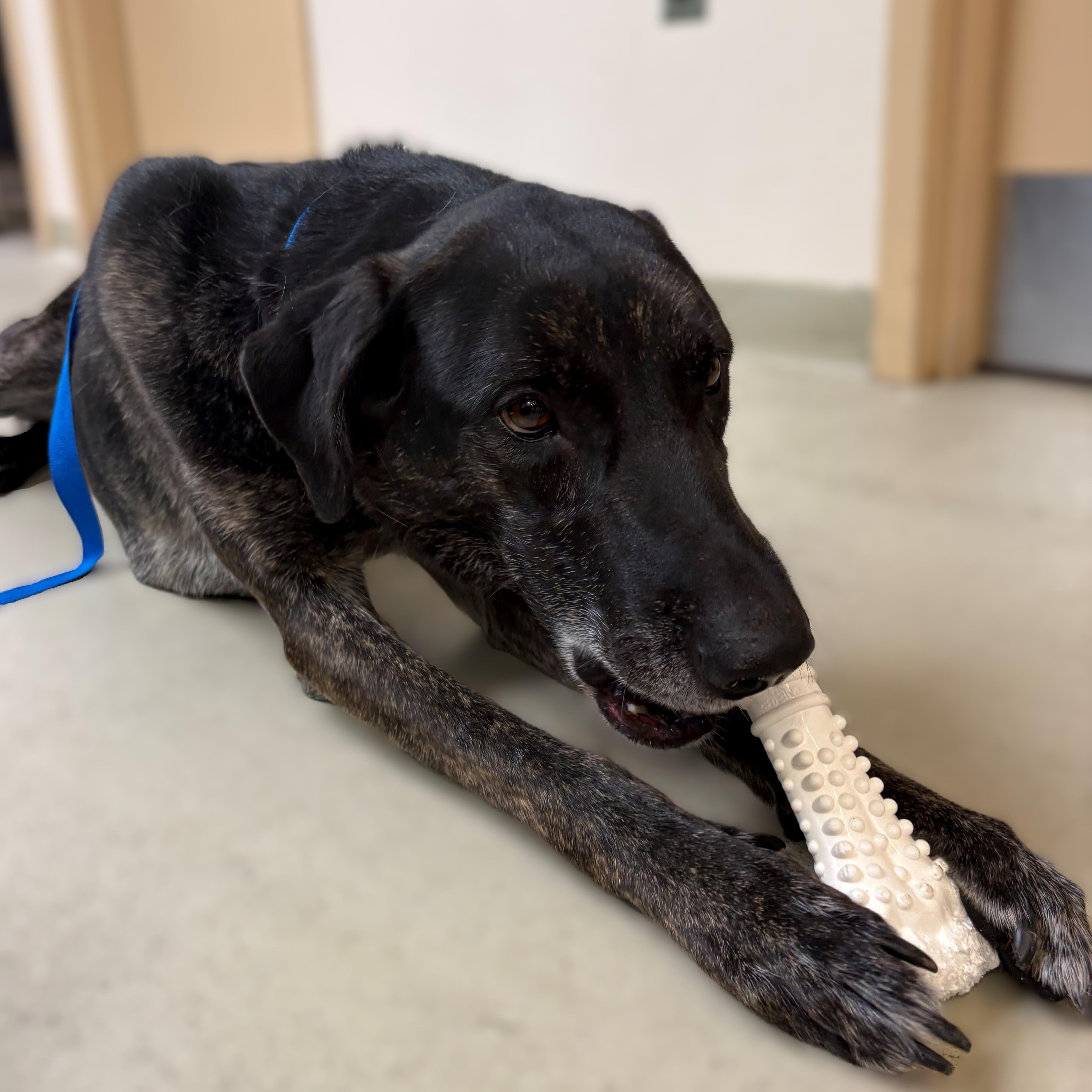 Annie- #51112, a ADOPTABLE mixed breed in Columbia, MD image 3/3