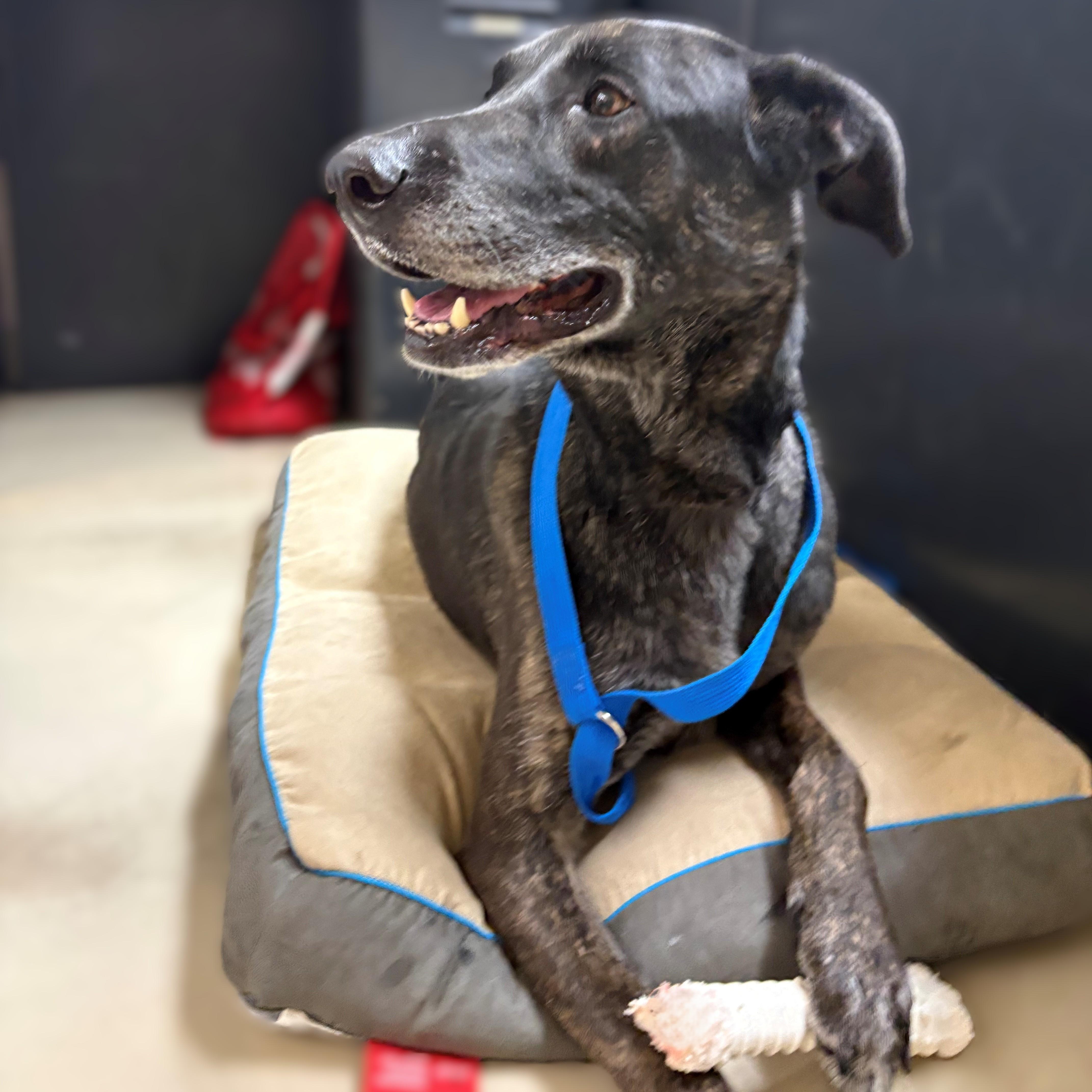 Annie- #51112, a ADOPTABLE mixed breed in Columbia, MD image 2/3