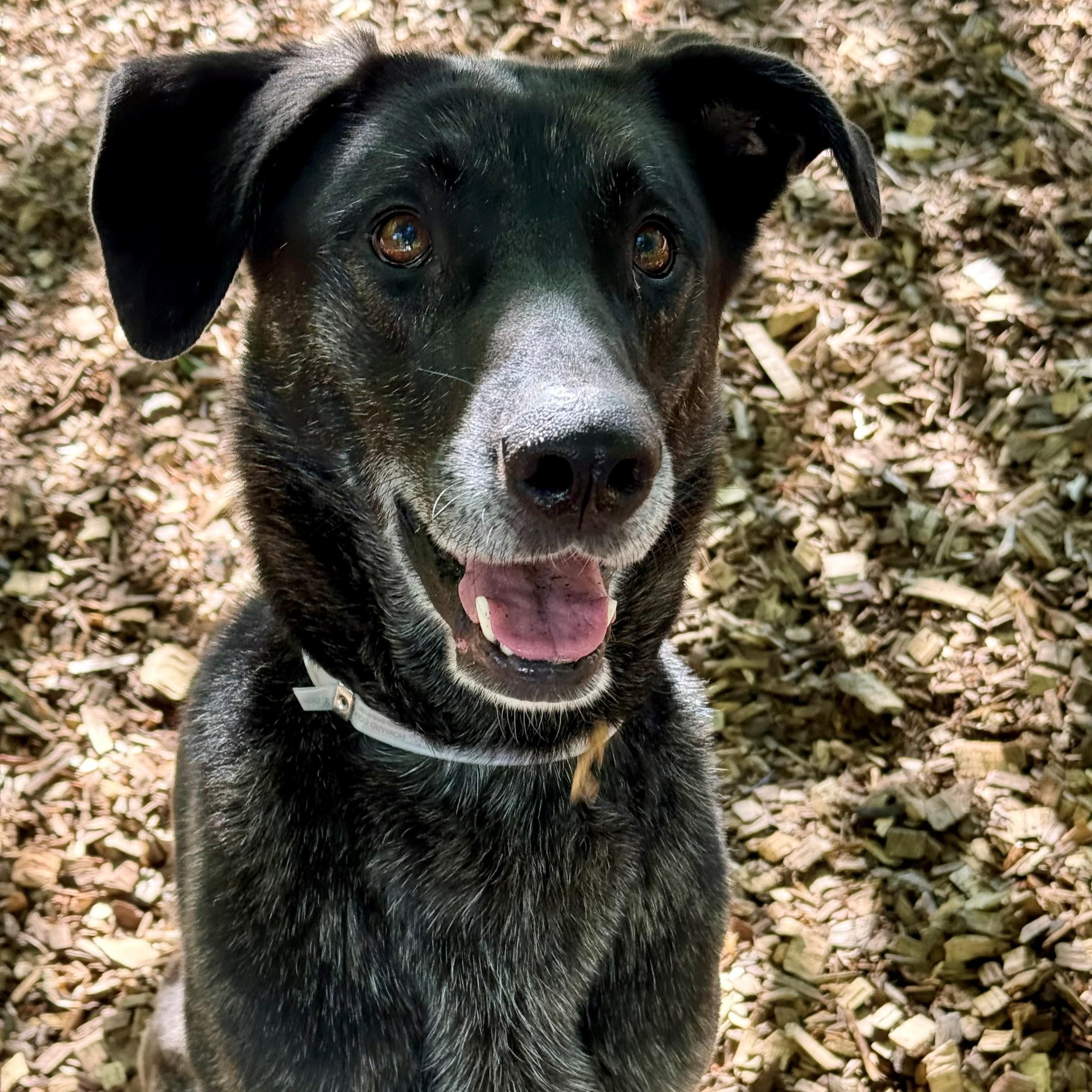 Enlarge Annie- #51112, a ADOPTABLE mixed breed in Columbia, MD image 3/6