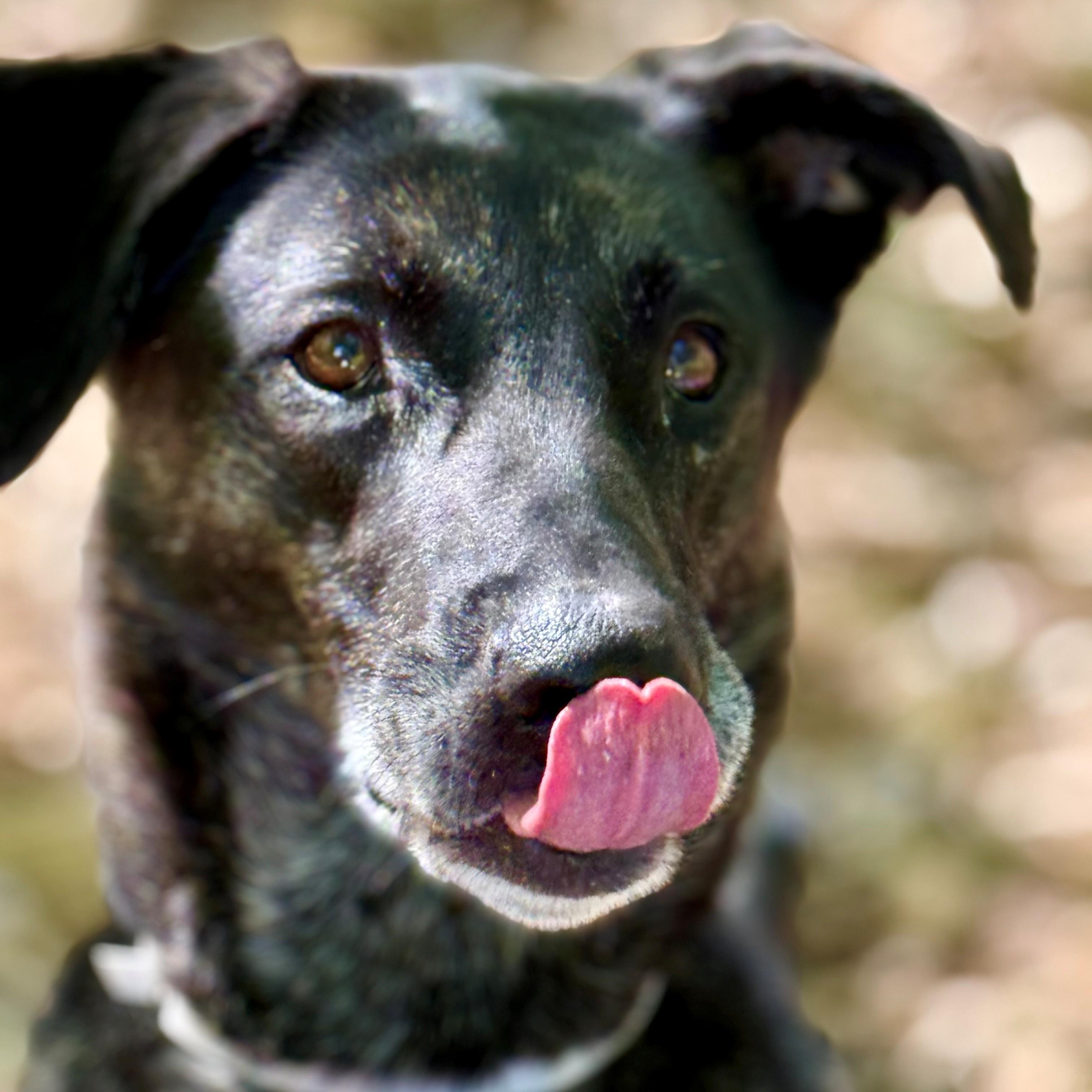Enlarge Annie- #51112, a ADOPTABLE mixed breed in Columbia, MD image 5/6