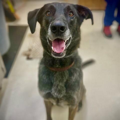Annie- #51112, ADOPTABLE, Adult Female Dutch Shepherd.
