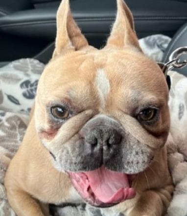 Tyson French - Adopt Me! (CP), Adoptable, Adult Male French Bulldog.