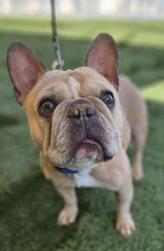 Tyson French - Adopt Me! (CP), Adoptable, Adult Male French Bulldog.