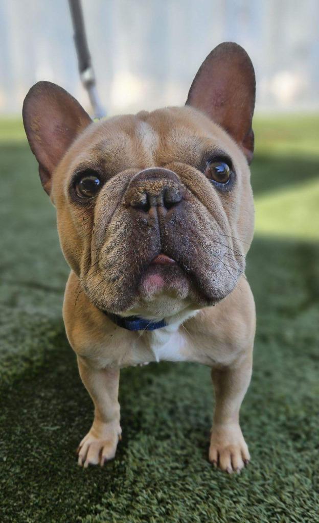 Enlarge Tyson French - Adopt Me! (CP), a Adoptable mixed breed in Lake Forest, CA image 5/6