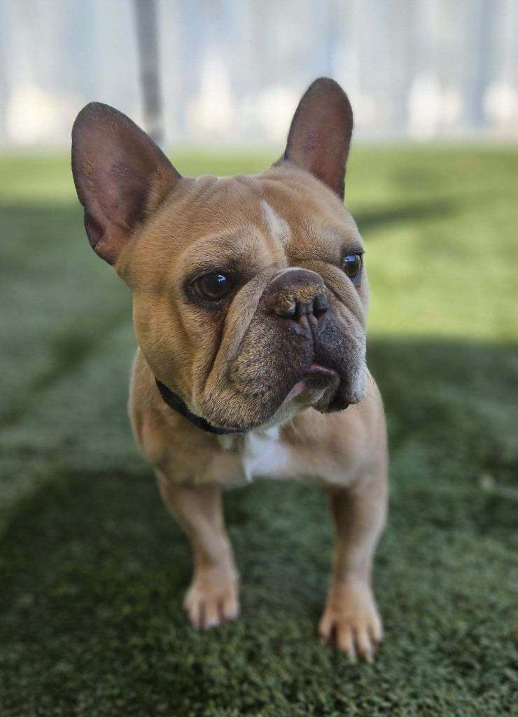 Enlarge Tyson French - Adopt Me! (CP), a Adoptable mixed breed in Lake Forest, CA image 6/6