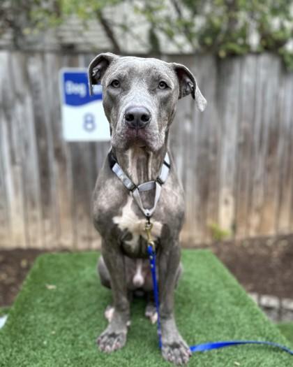 Sawyer, a Adoptable mixed breed in Washington, DC image 1/3