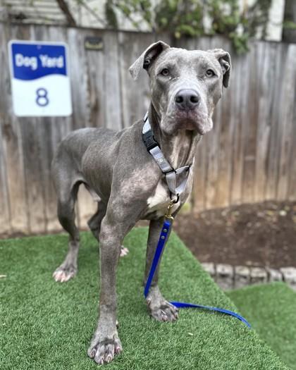 Sawyer, a Adoptable mixed breed in Washington, DC image 2/3