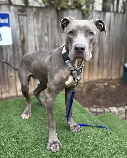 Sawyer, a Adoptable mixed breed in Washington, DC image 3/3