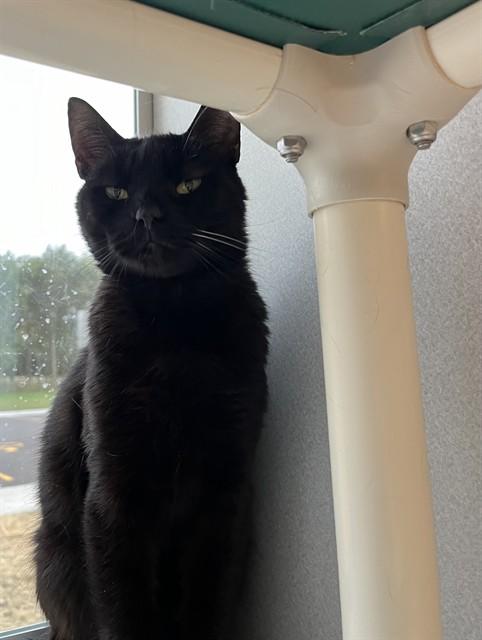 NAKIA, Adoptable, Young Female Domestic Short Hair.