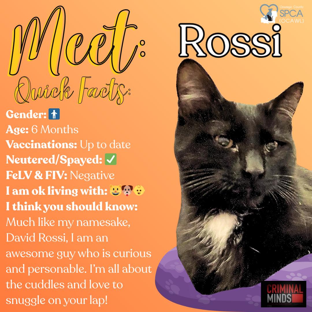 Rossi, adopted, Young Male Domestic Short Hair.
