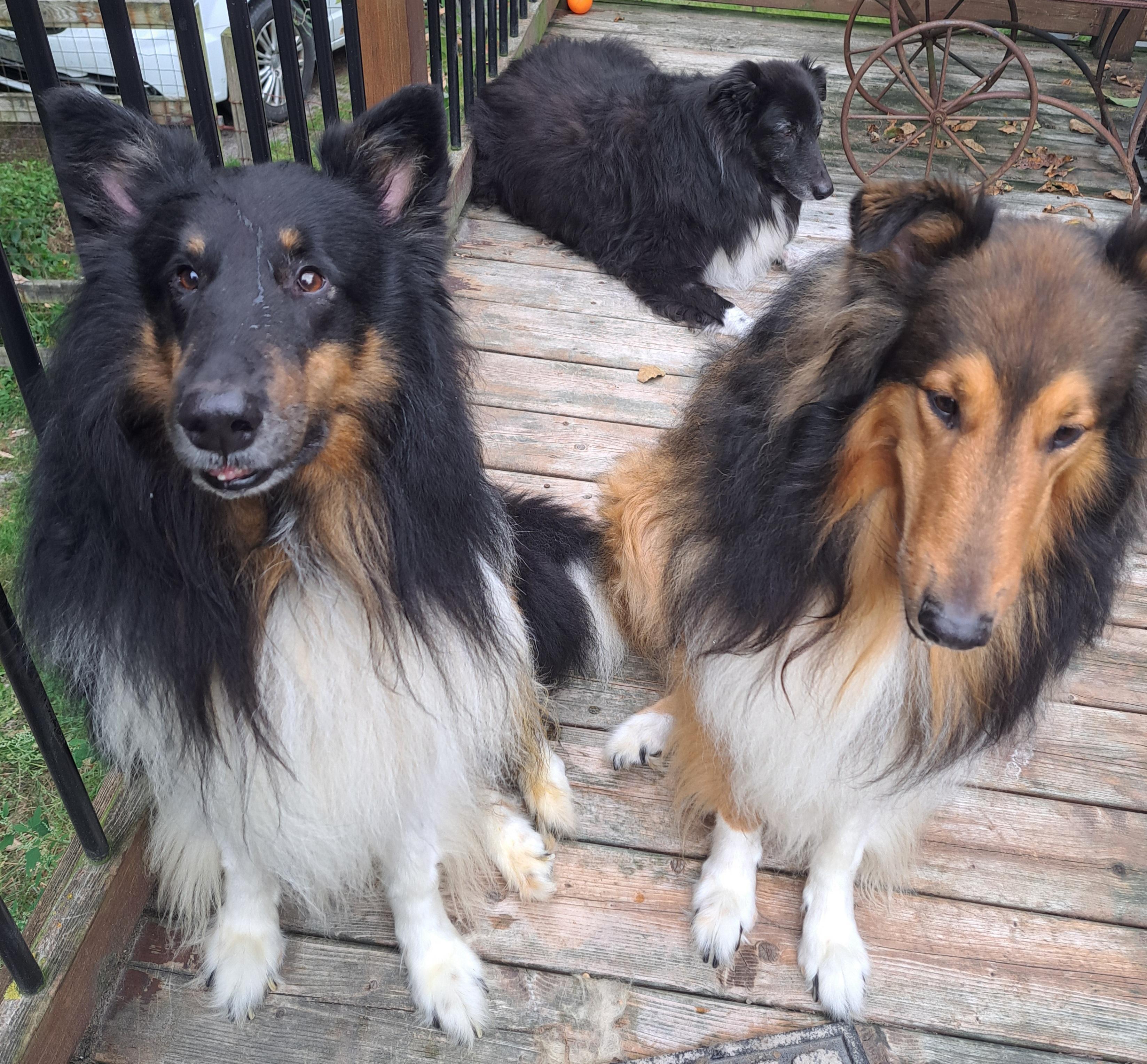 Whiskey & Chubbs - ADOPTION PENDING, Adoptable, Adult Male Collie.